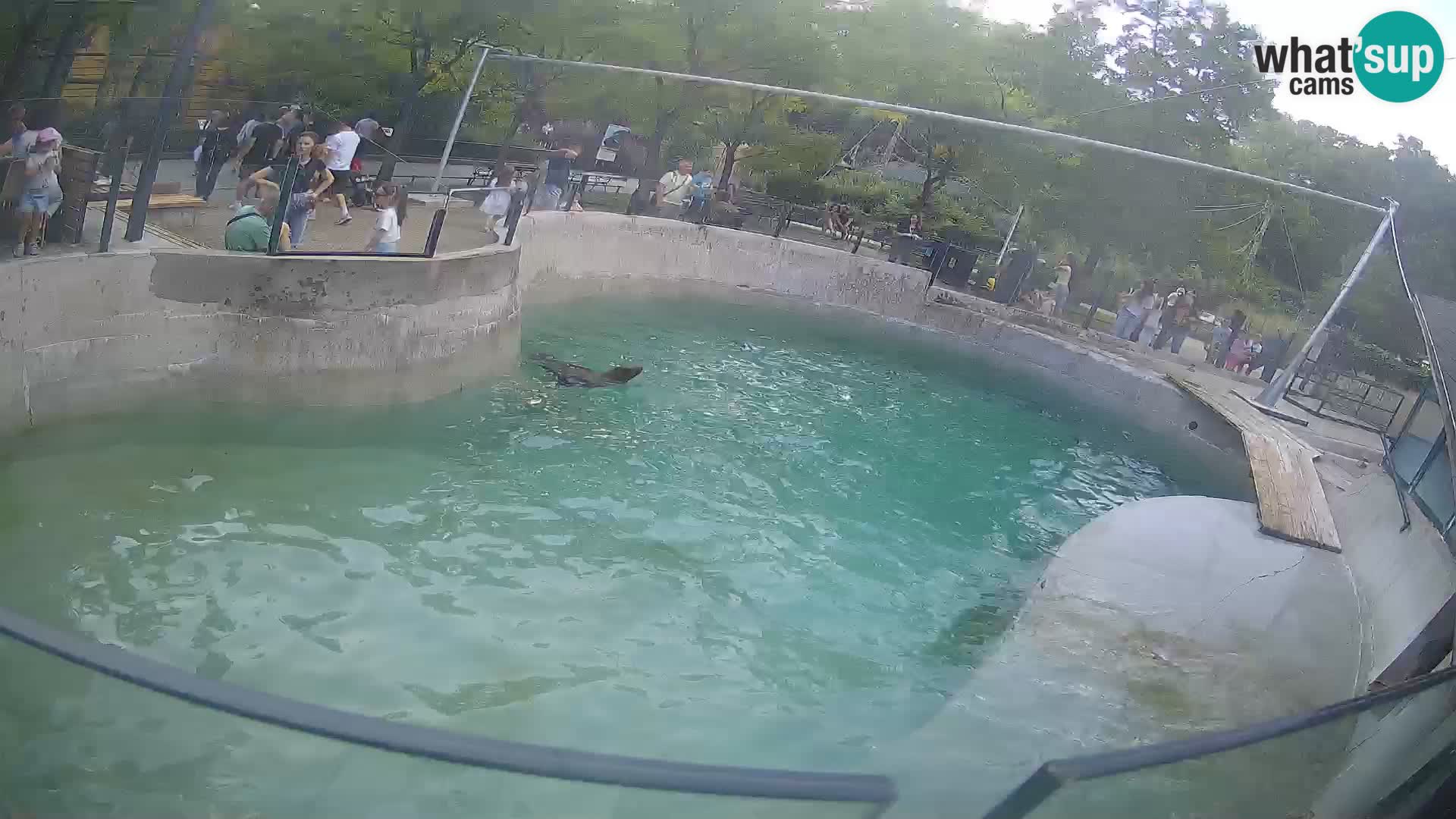 Zoo Zagreb – Kalifornijski morski lev