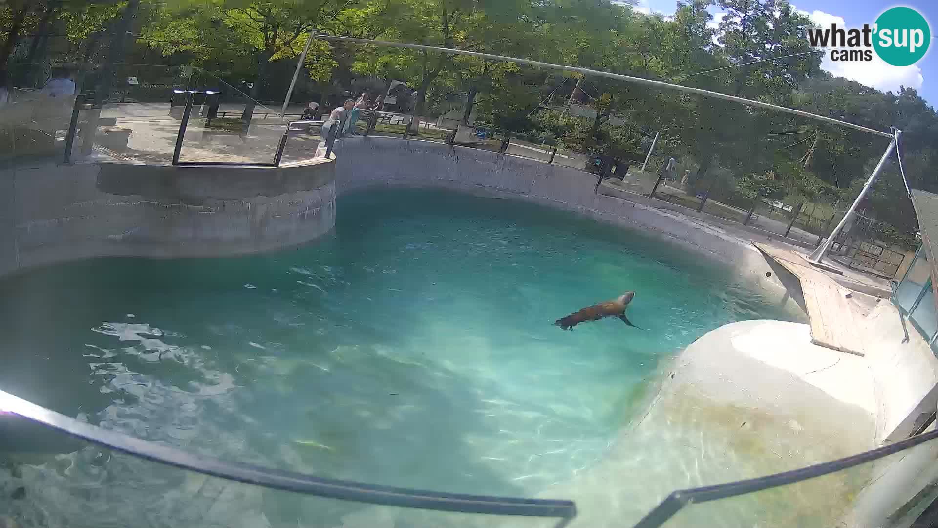 Zoo Zagreb – Kalifornijski morski lev