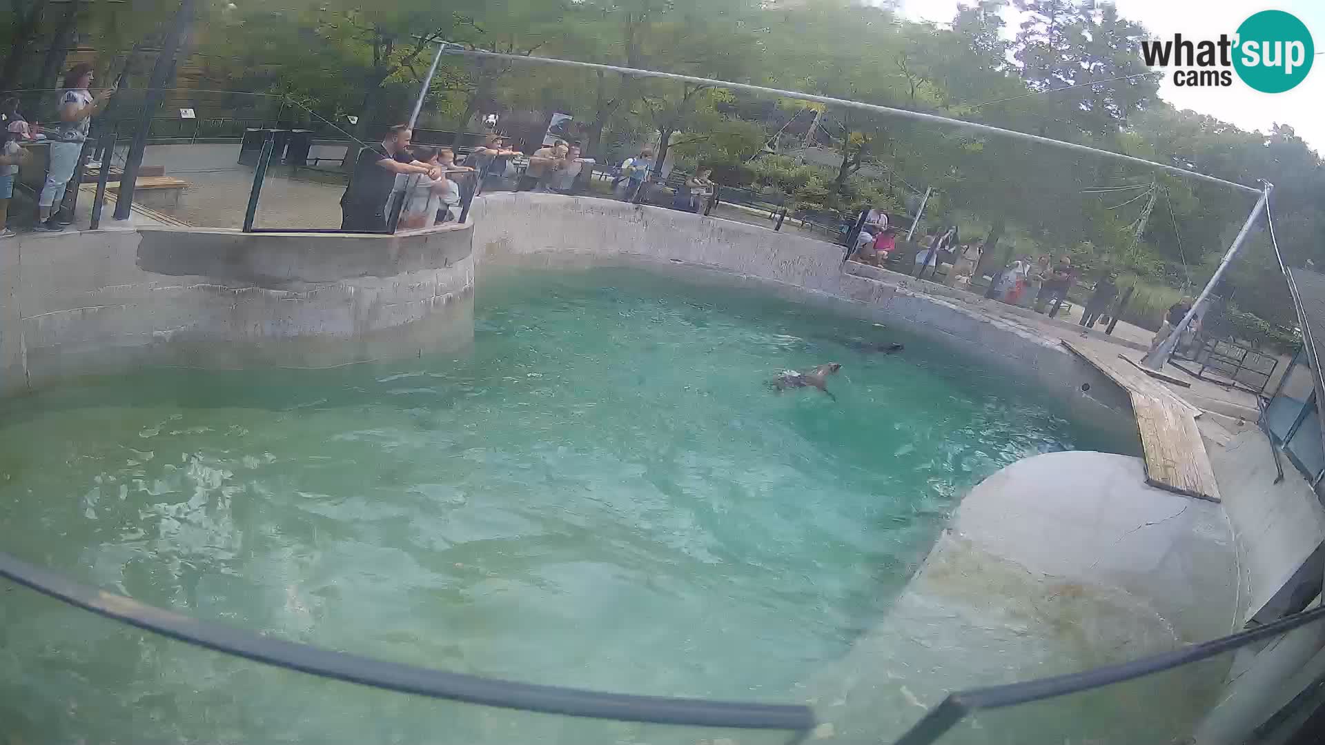 Zoo Zagreb – California Sea Lion