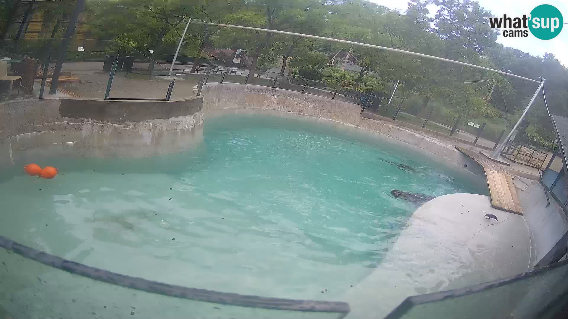 Zoo Zagreb – Otaria della California