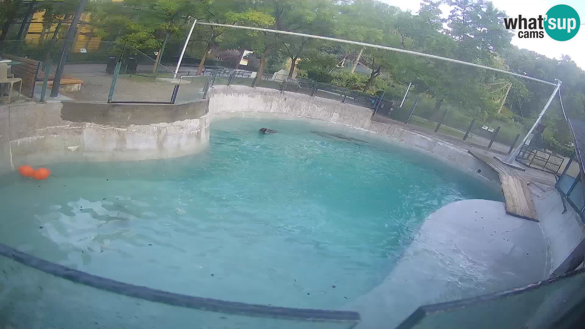 Zoo Zagreb – Kalifornijski morski lav