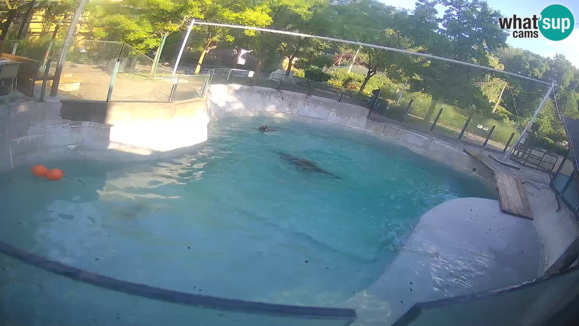 Zoo Zagreb – Kalifornijski morski lev