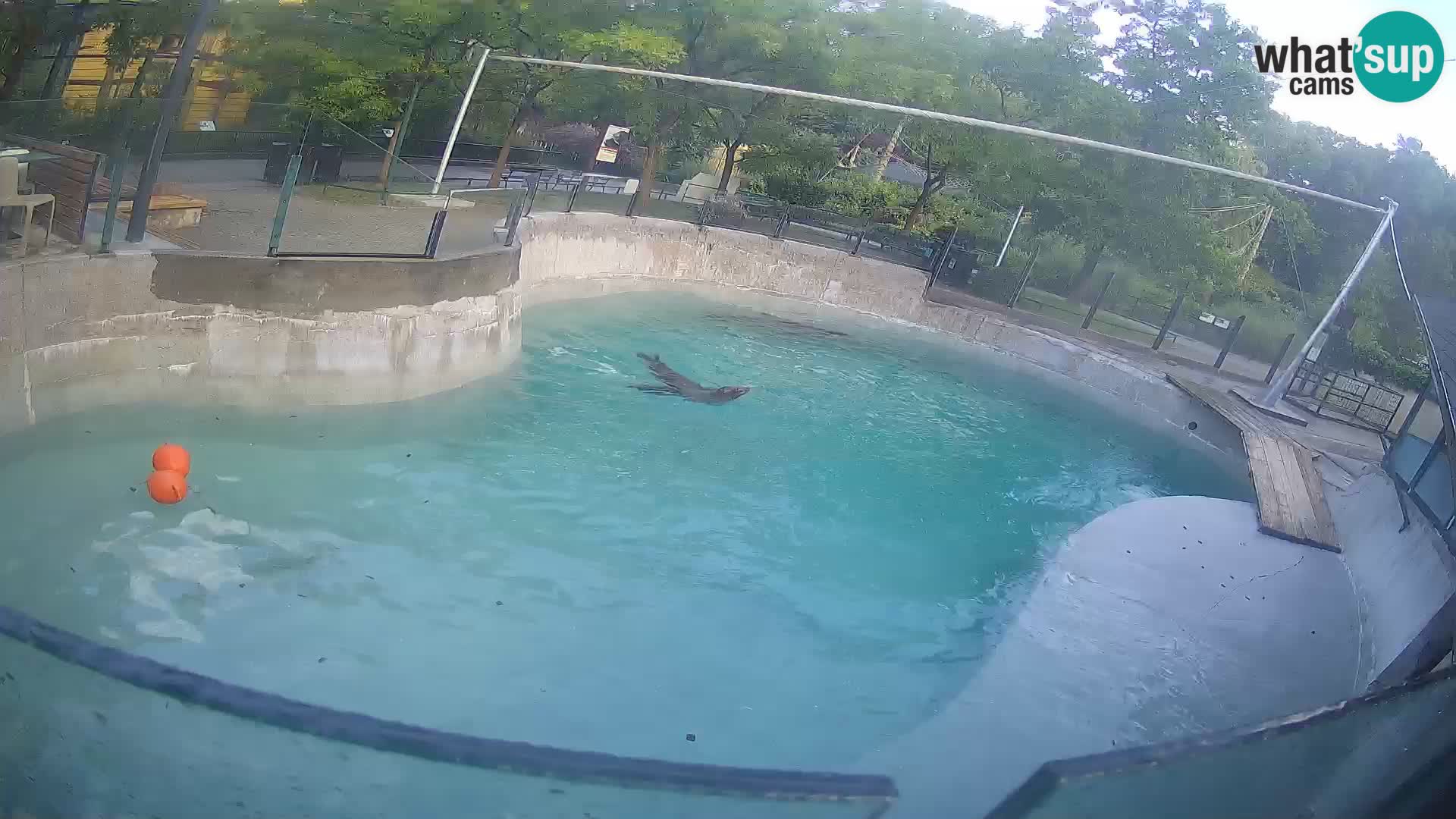 Zoo Zagreb – Kalifornijski morski lav