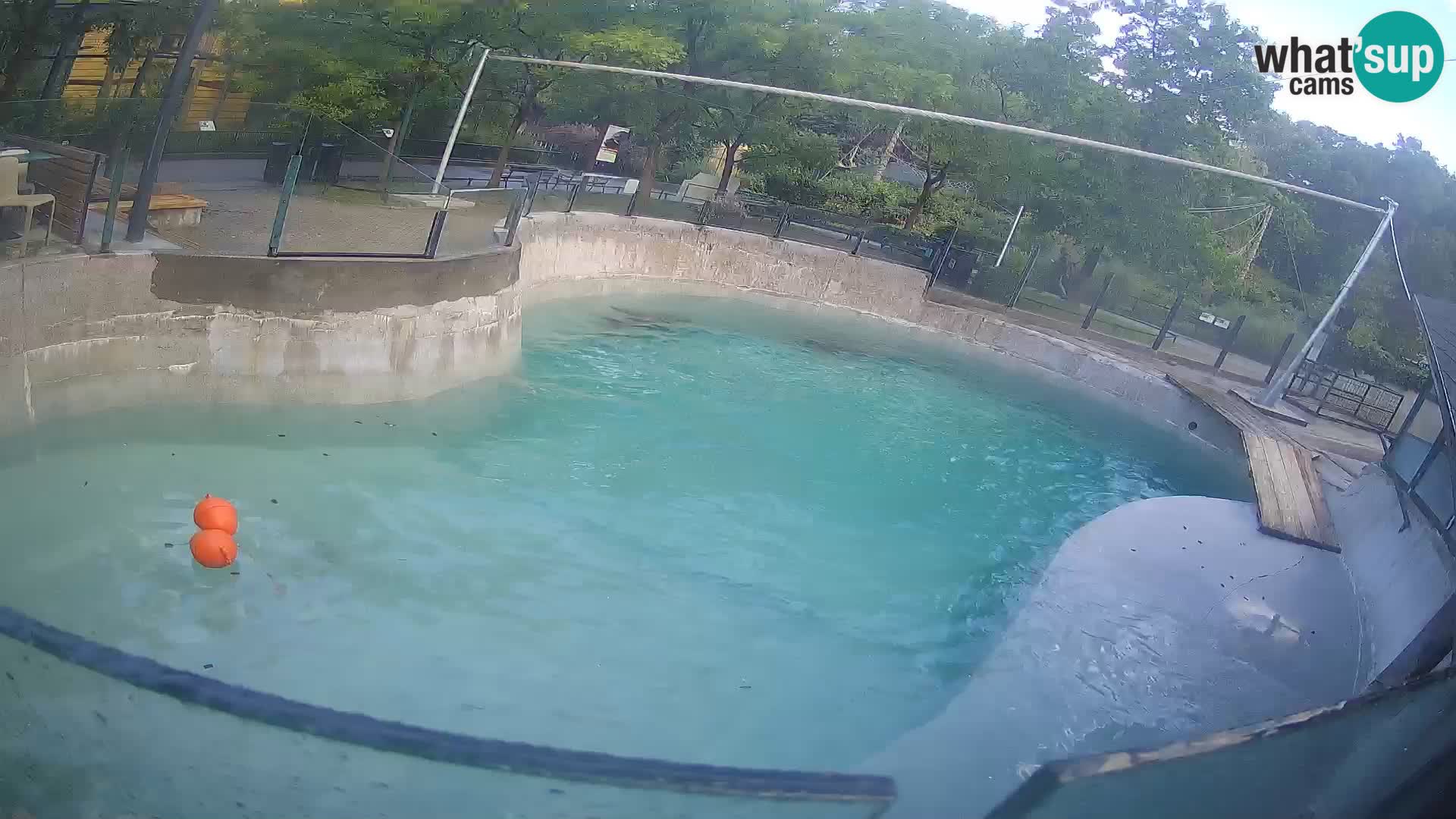 Zoo Zagreb – Kalifornischer Seelöwe