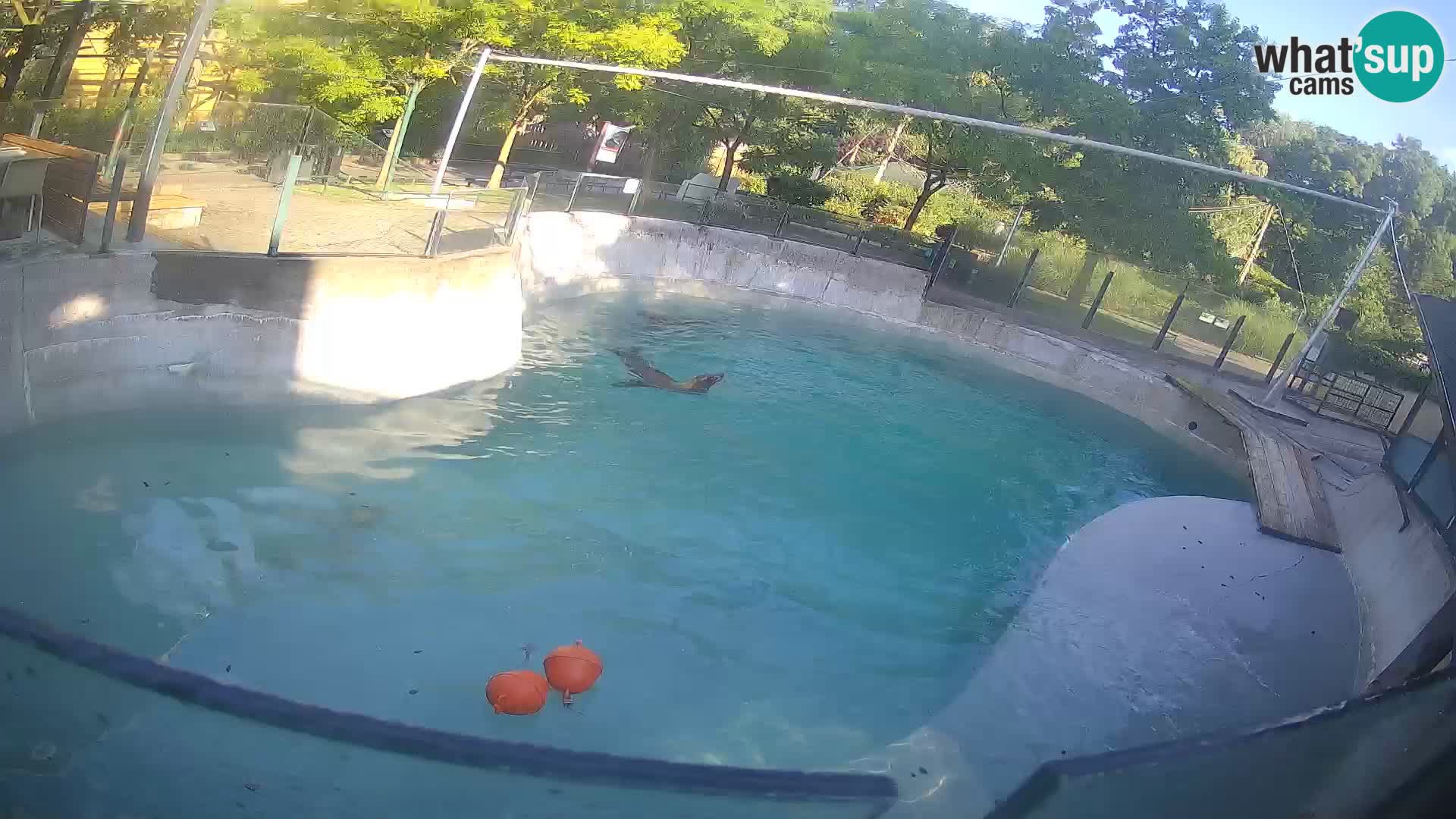 Zoo Zagreb – Kalifornijski morski lev