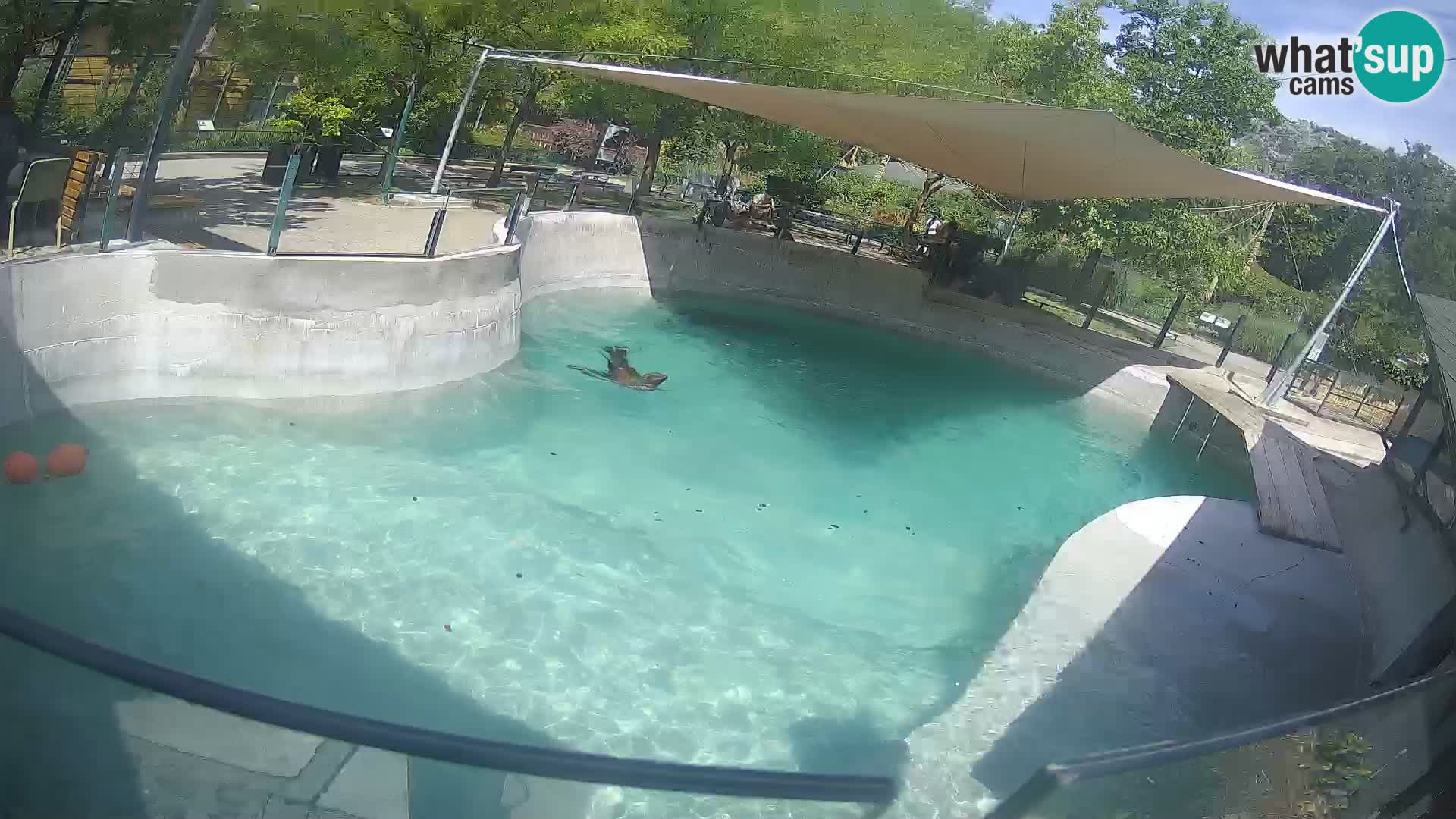 Zoo Zagreb – Kalifornischer Seelöwe