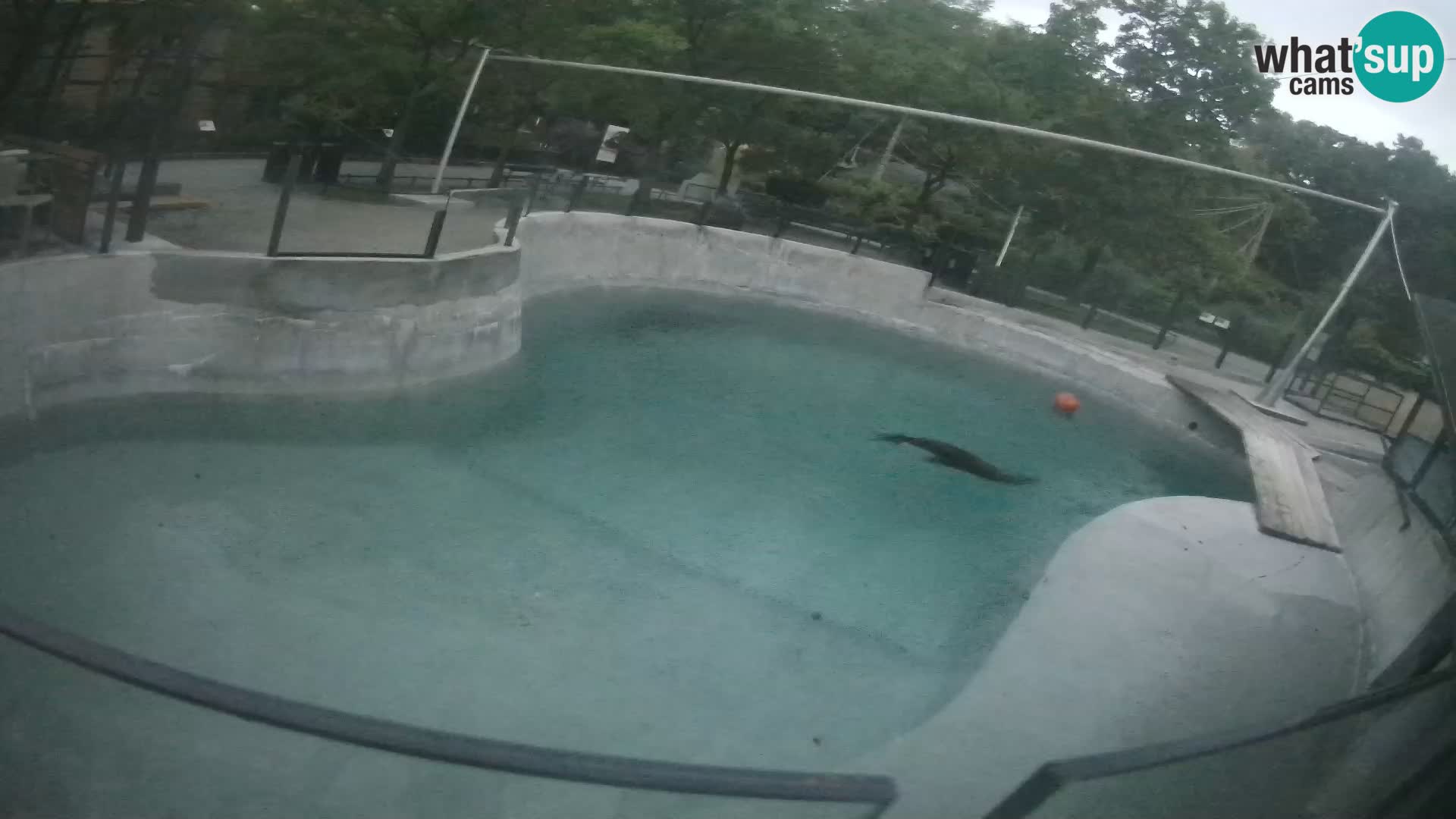 Zoo Zagreb – California Sea Lion