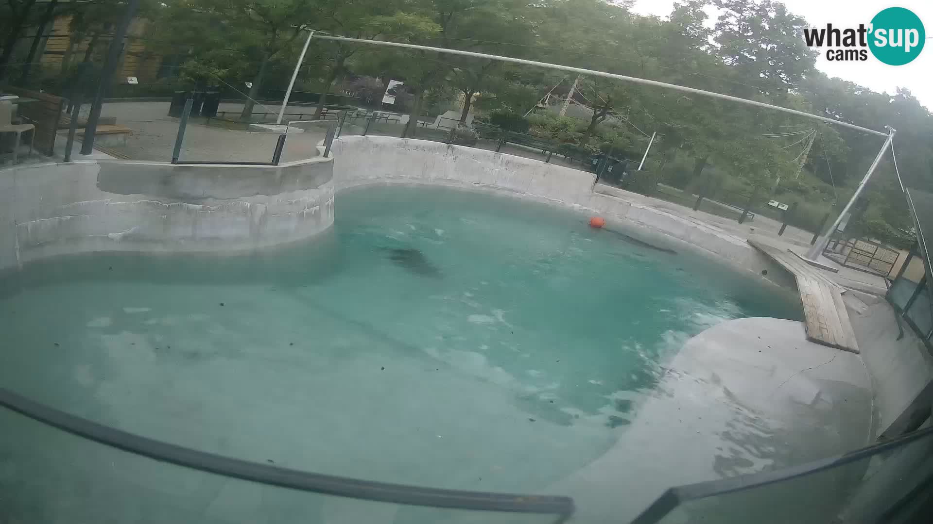 Zoo Zagreb – California Sea Lion