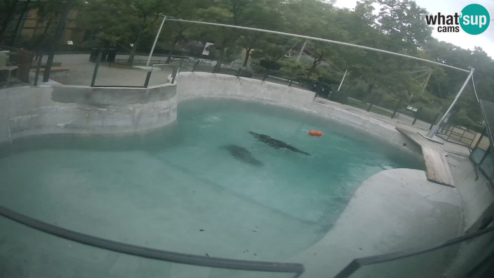 Zoo Zagreb – Kalifornijski morski lev