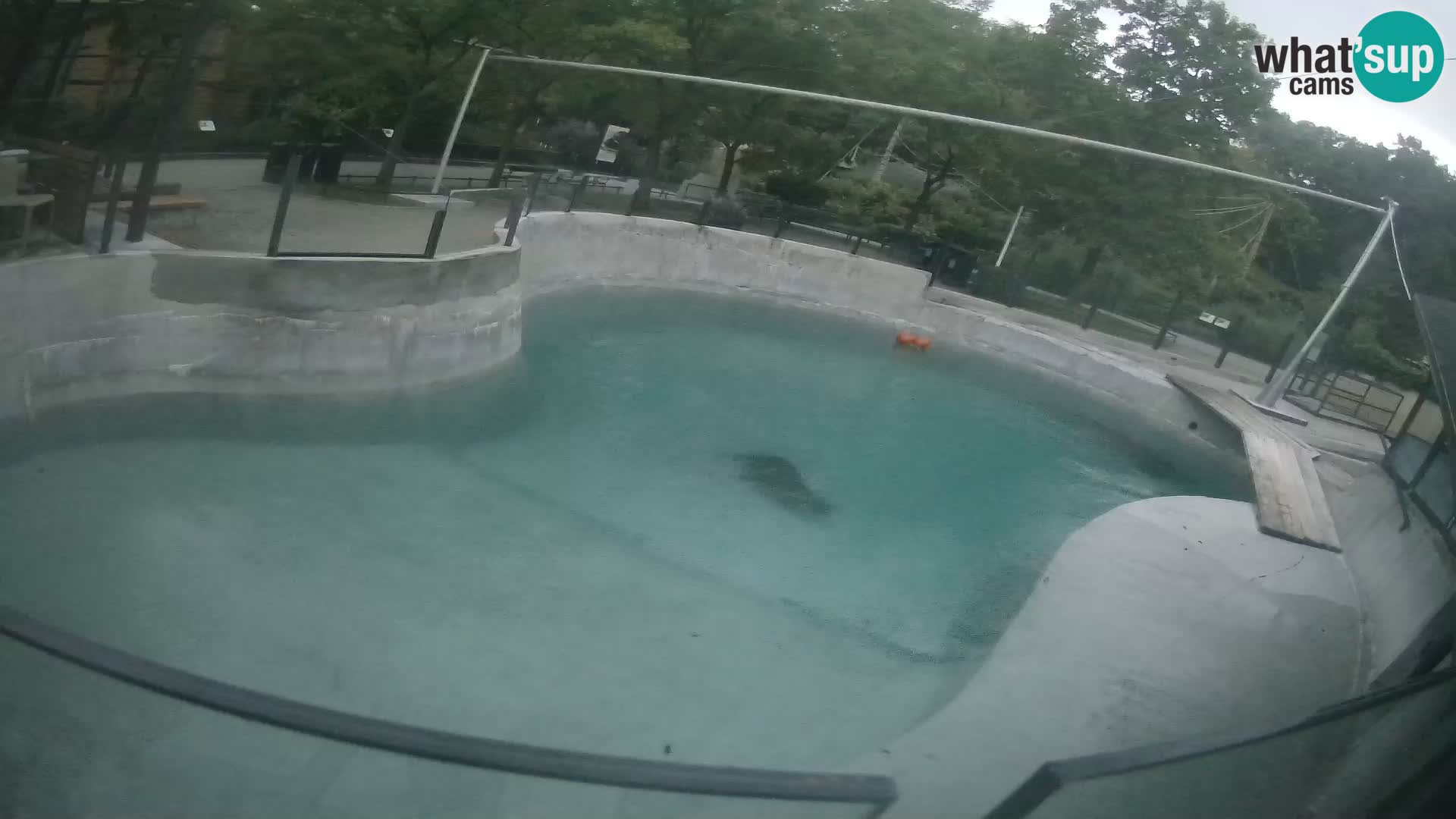 Zoo Zagreb – Kalifornijski morski lav