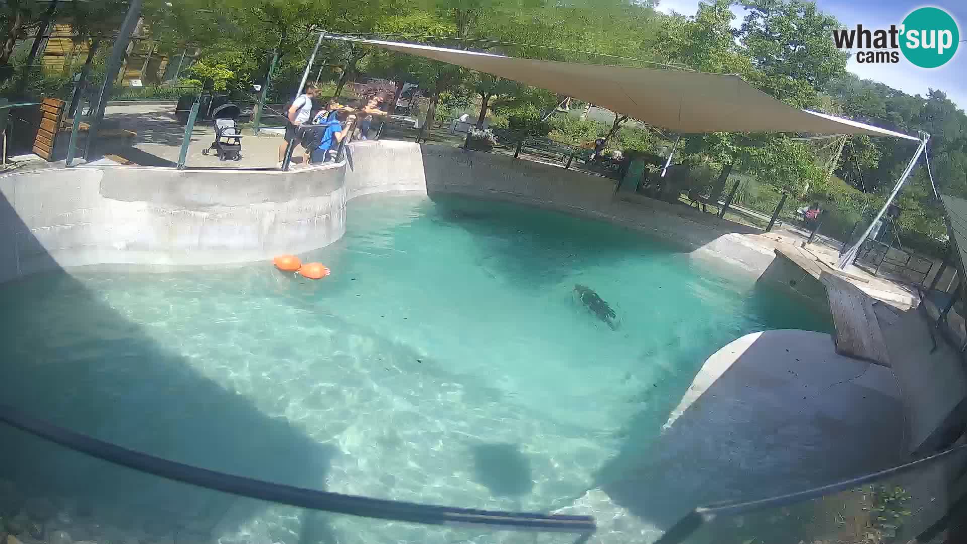 Zoo Zagreb – Kalifornijski morski lev