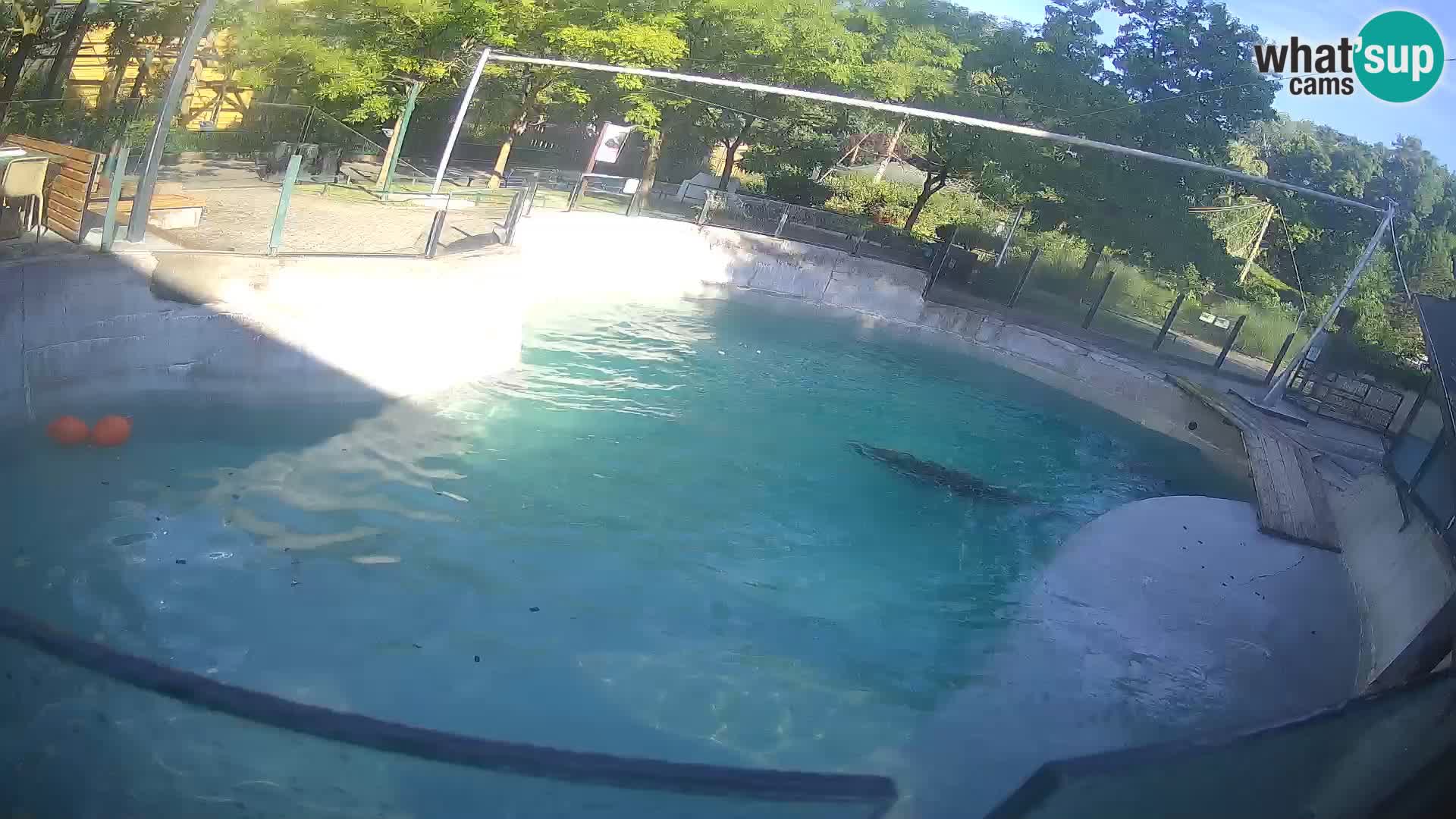 Zoo Zagreb – Kalifornijski morski lav