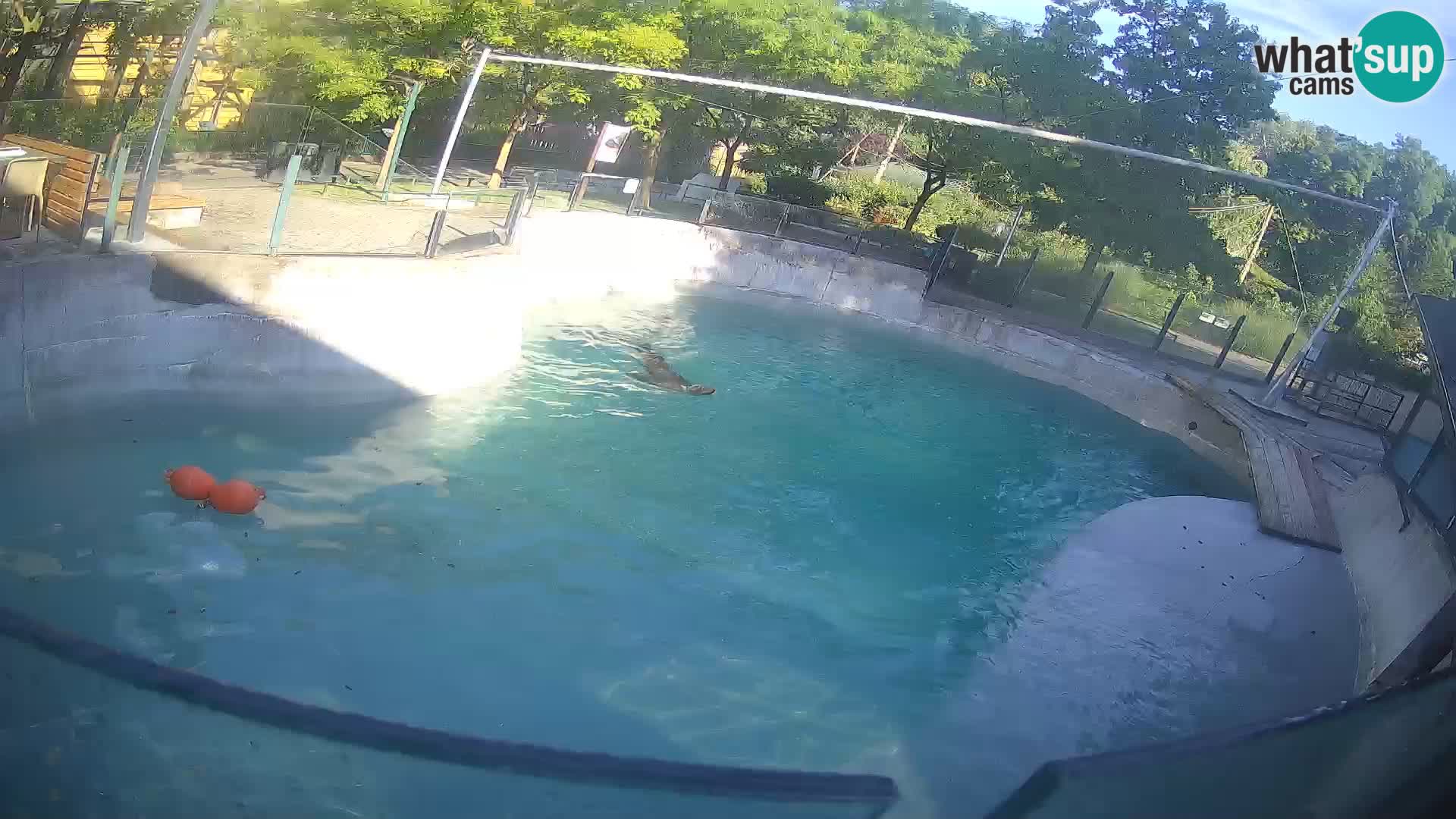 Zoo Zagreb – Kalifornijski morski lav