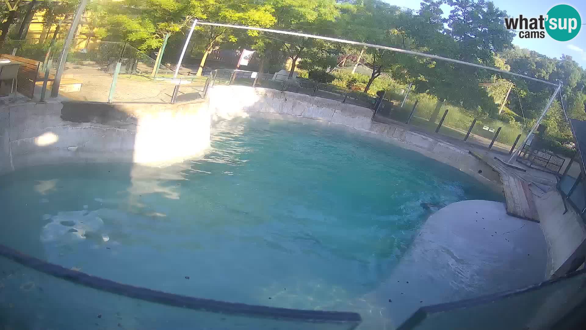Zoo Zagreb – Kalifornijski morski lev