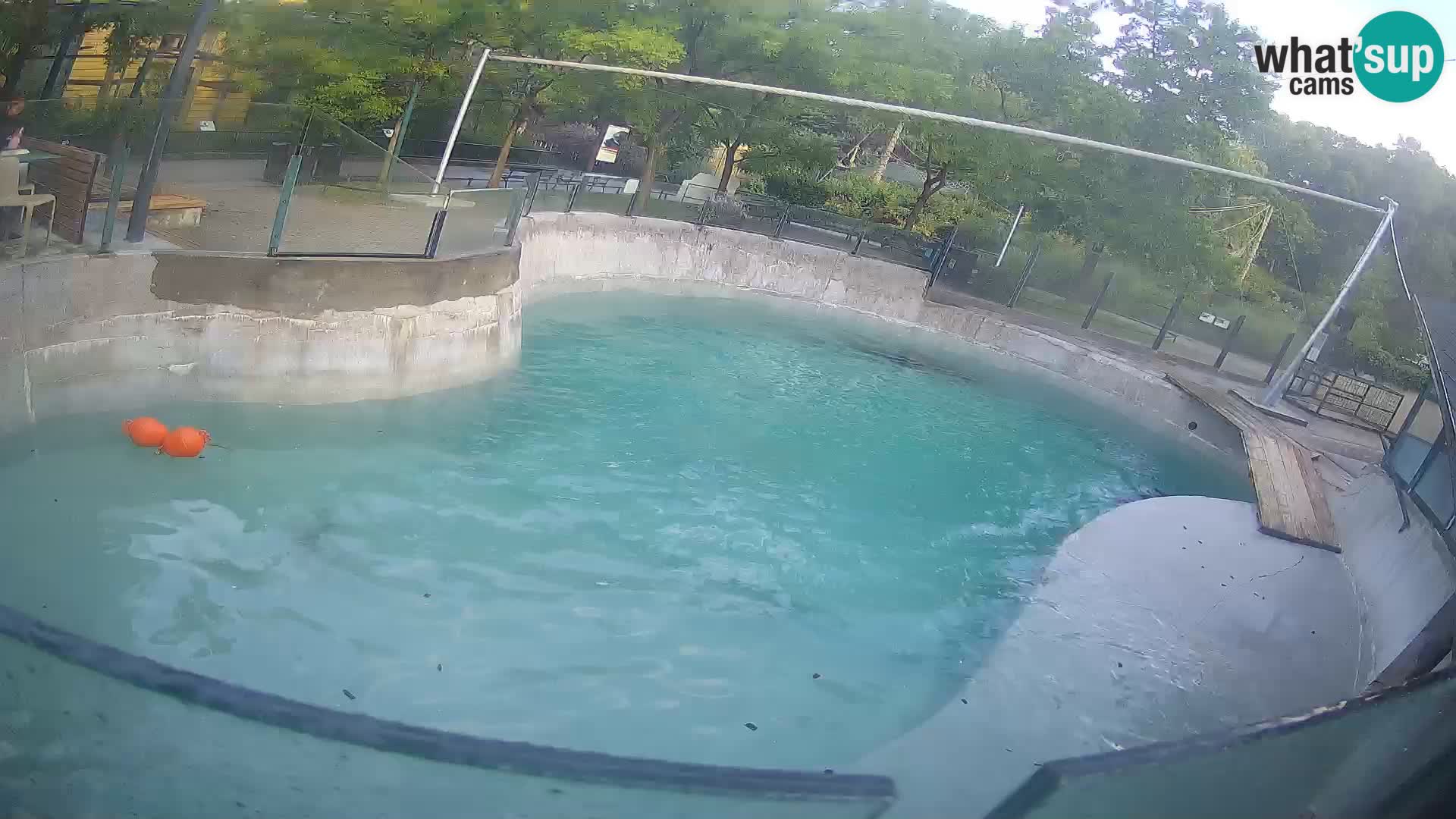 Zoo Zagreb – Kalifornijski morski lav