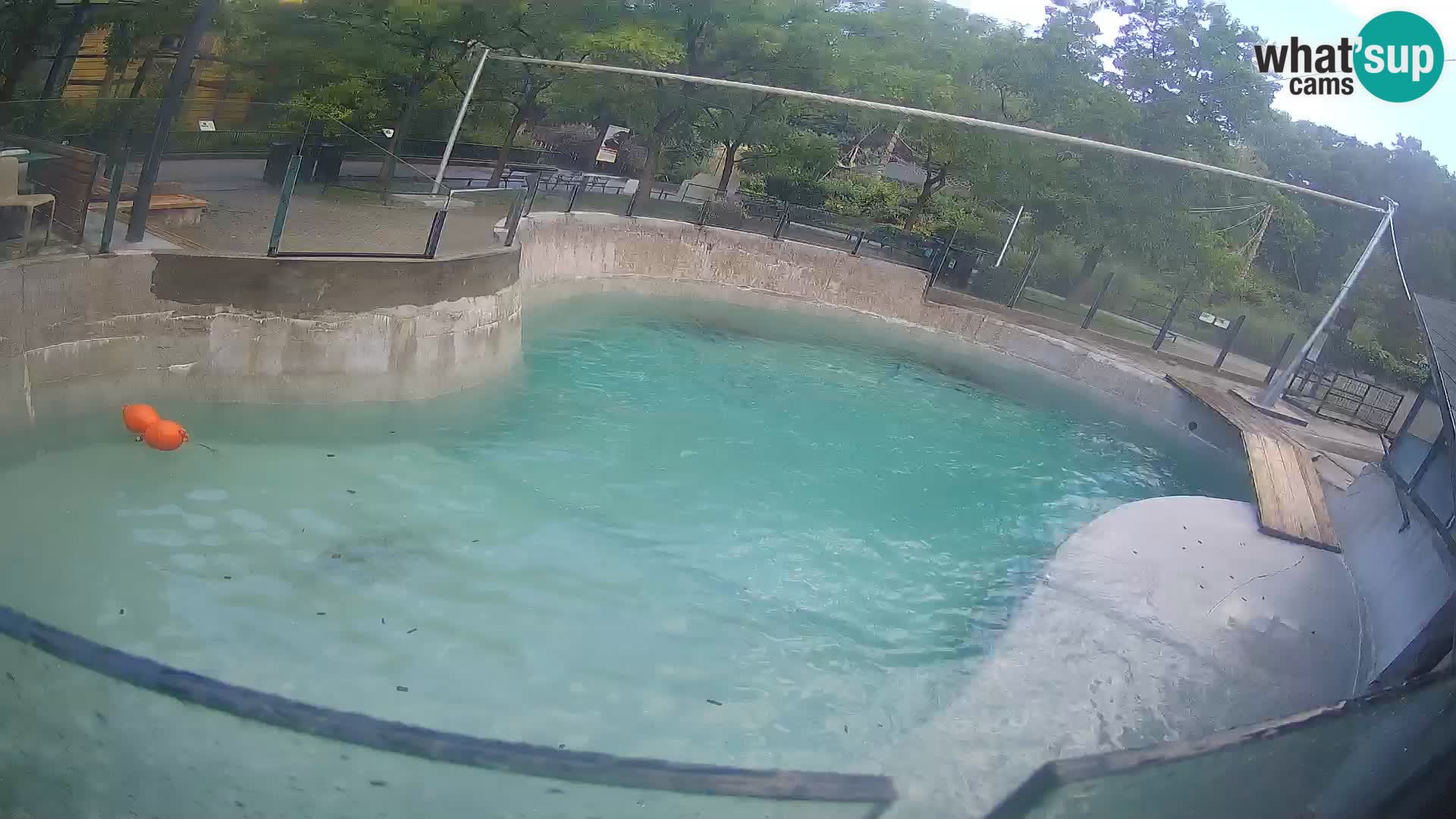 Zoo Zagreb –  León marino de California