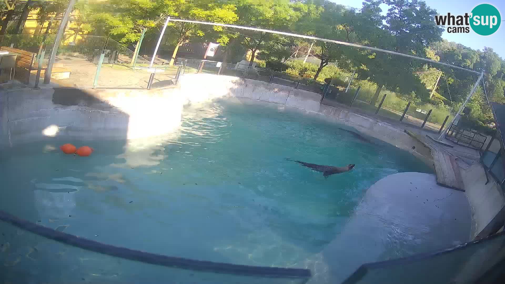 Zoo Zagreb –  León marino de California