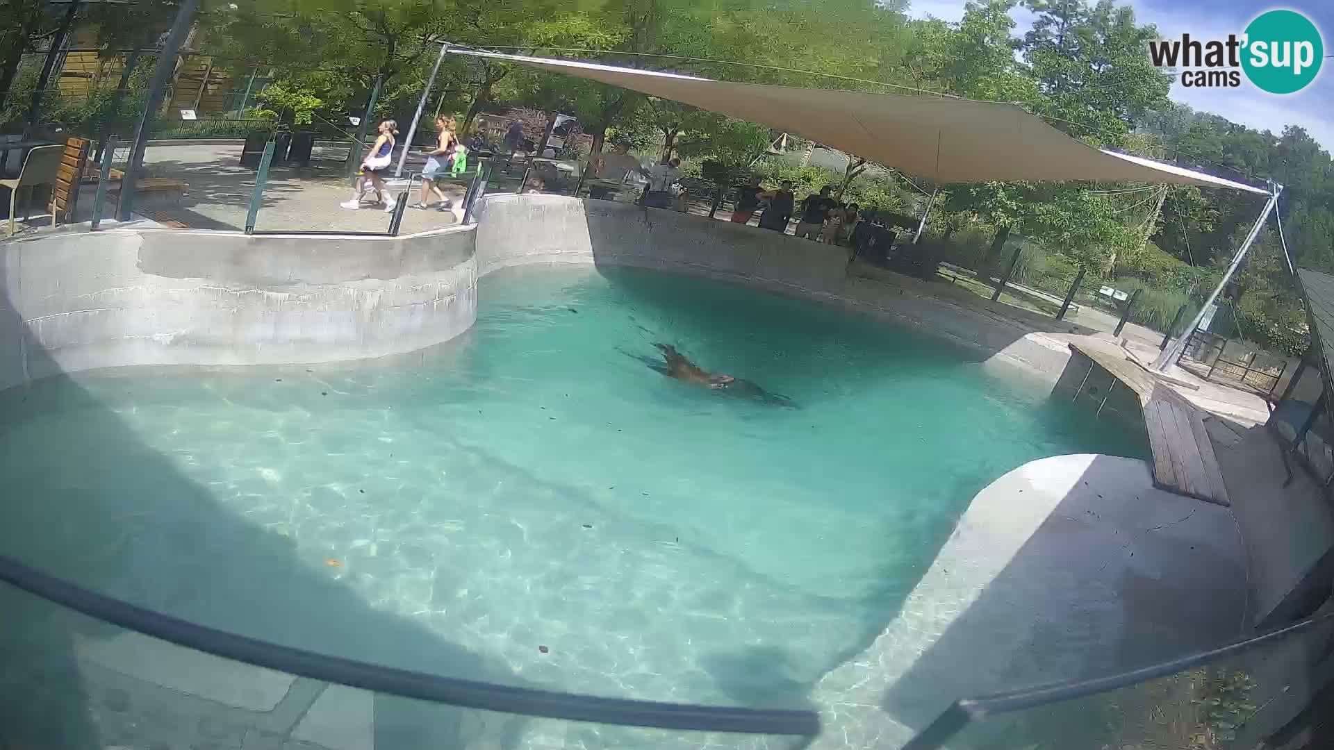 Zoo Zagreb –  León marino de California