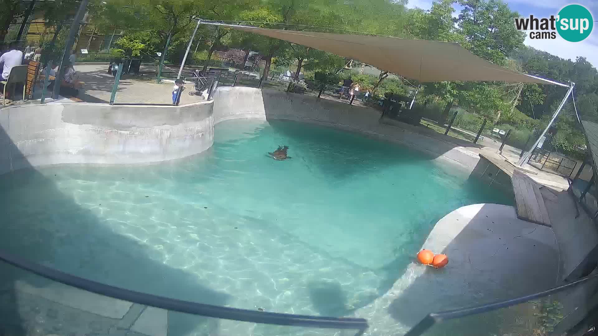 Zoo Zagreb – California Sea Lion