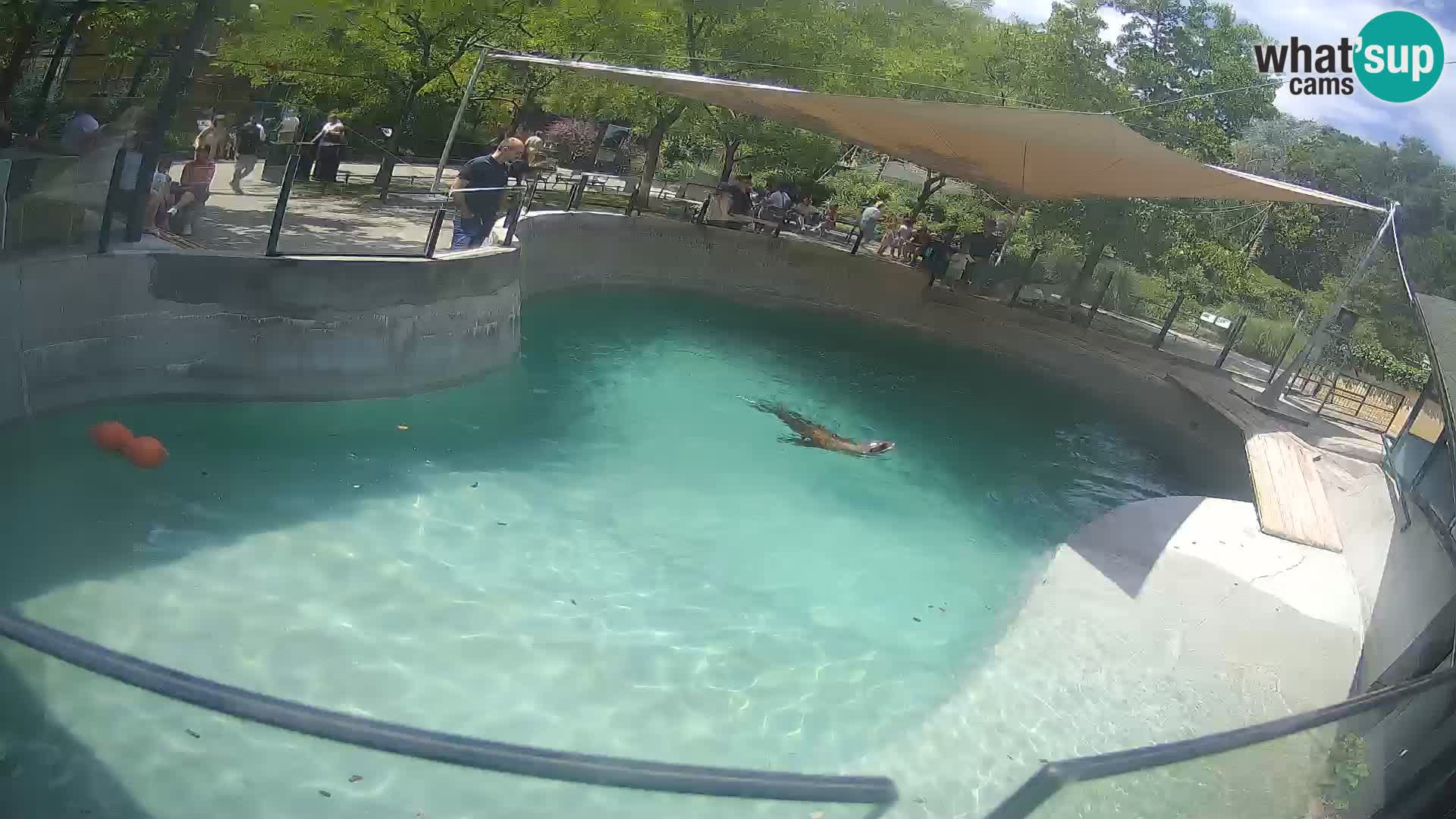 Zoo Zagreb – California Sea Lion