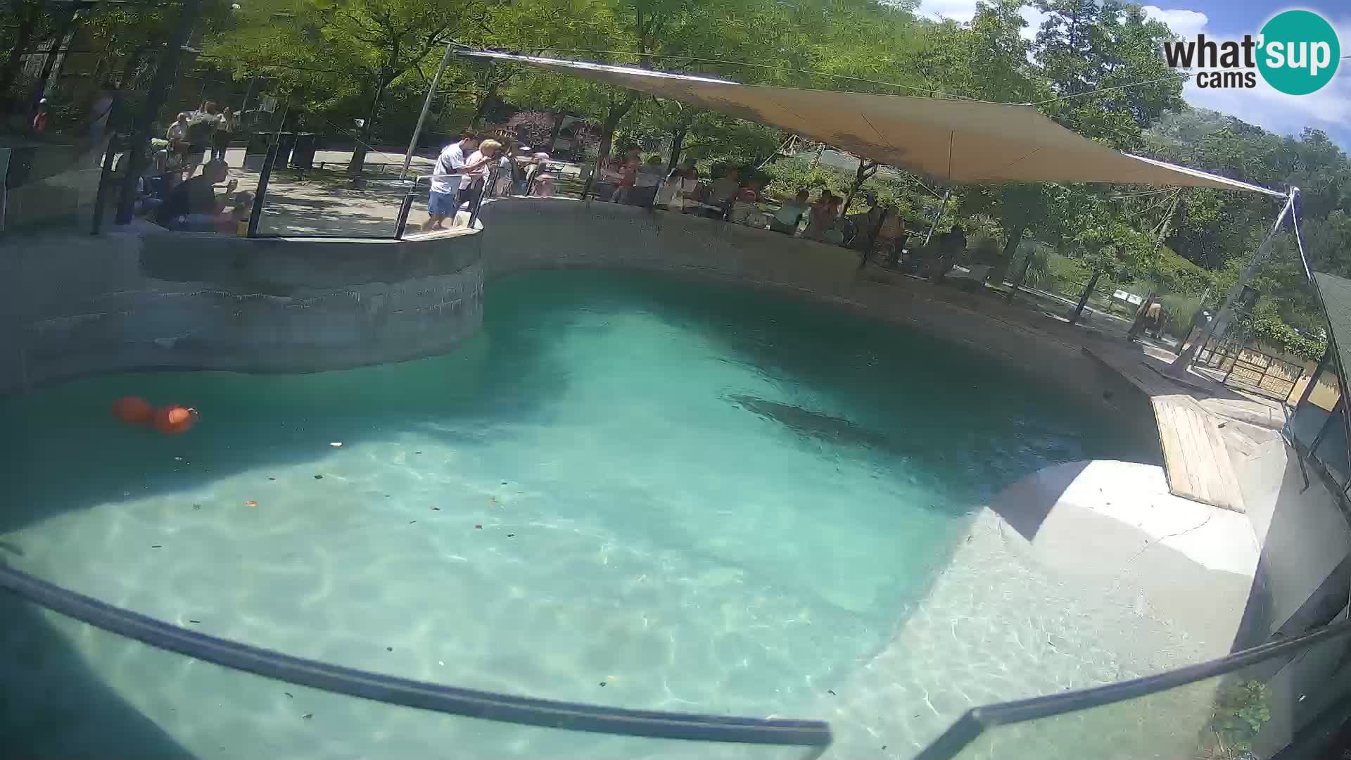 Zoo Zagreb – California Sea Lion