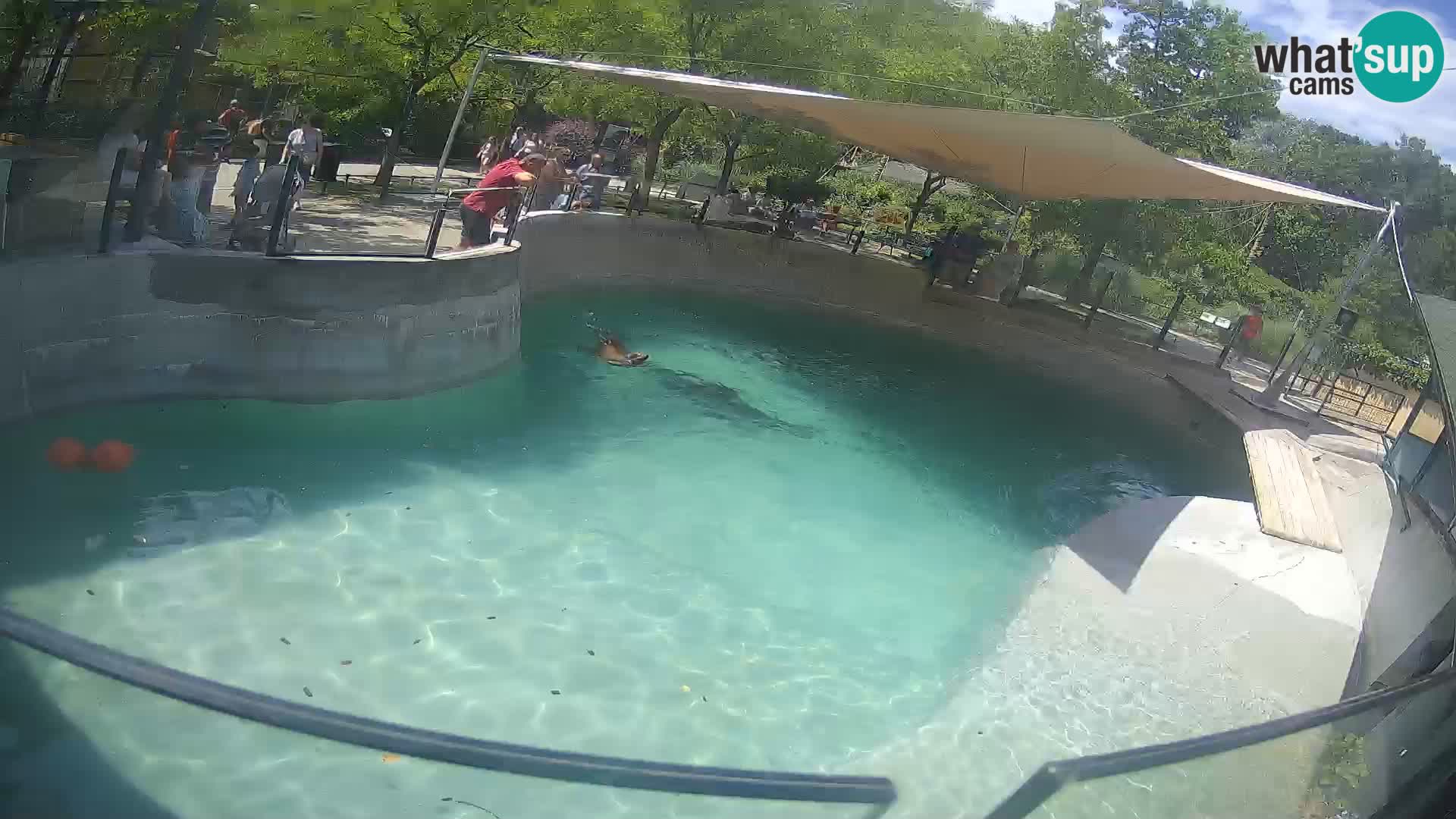 Zoo Zagreb – Kalifornijski morski lev