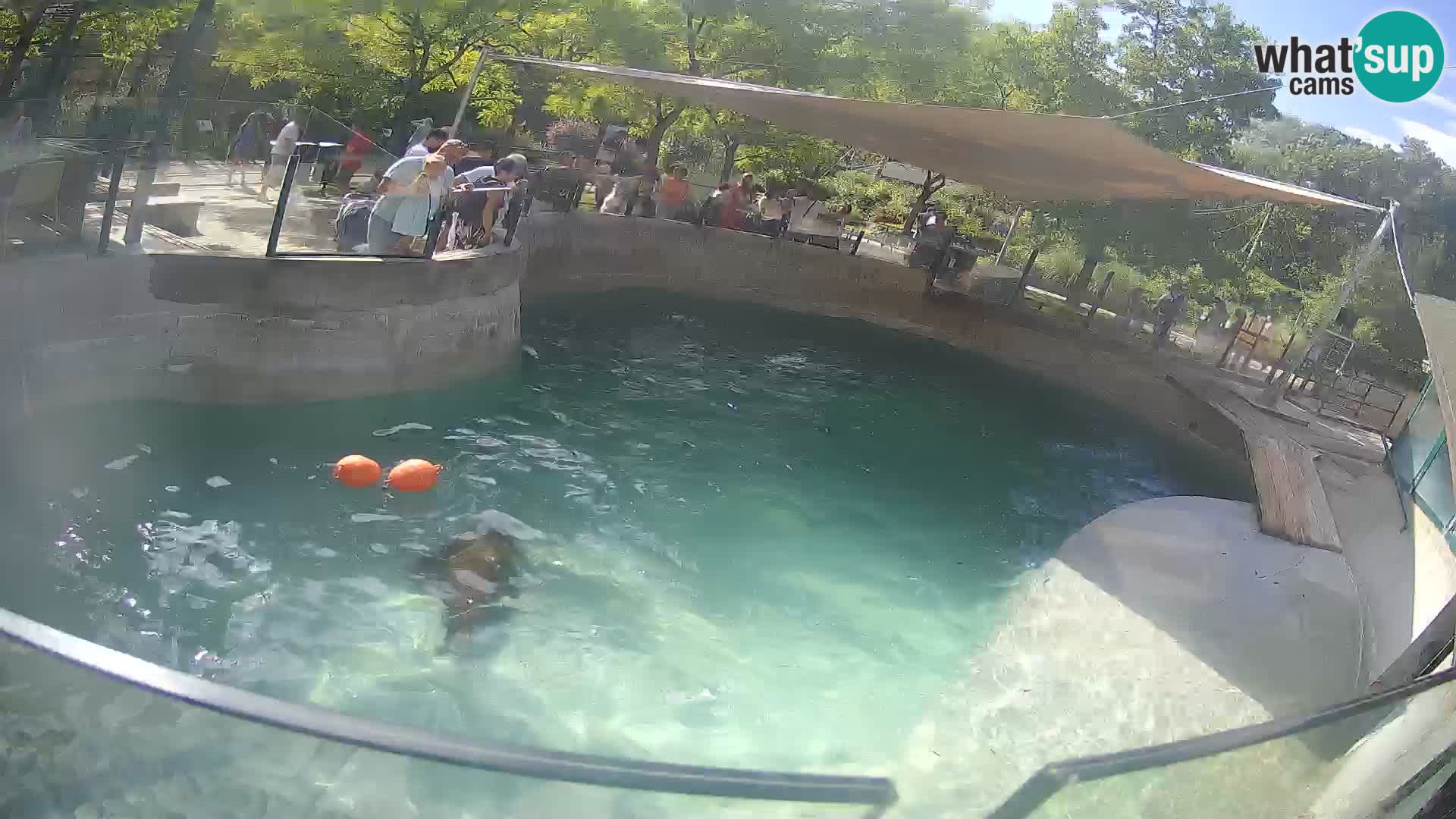 Zoo Zagreb – California Sea Lion
