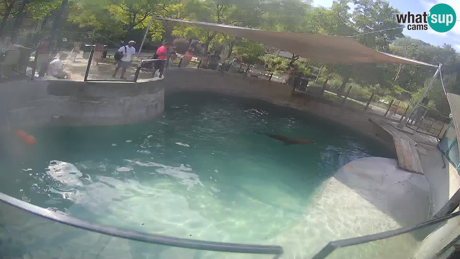 Zoo Zagreb – California Sea Lion
