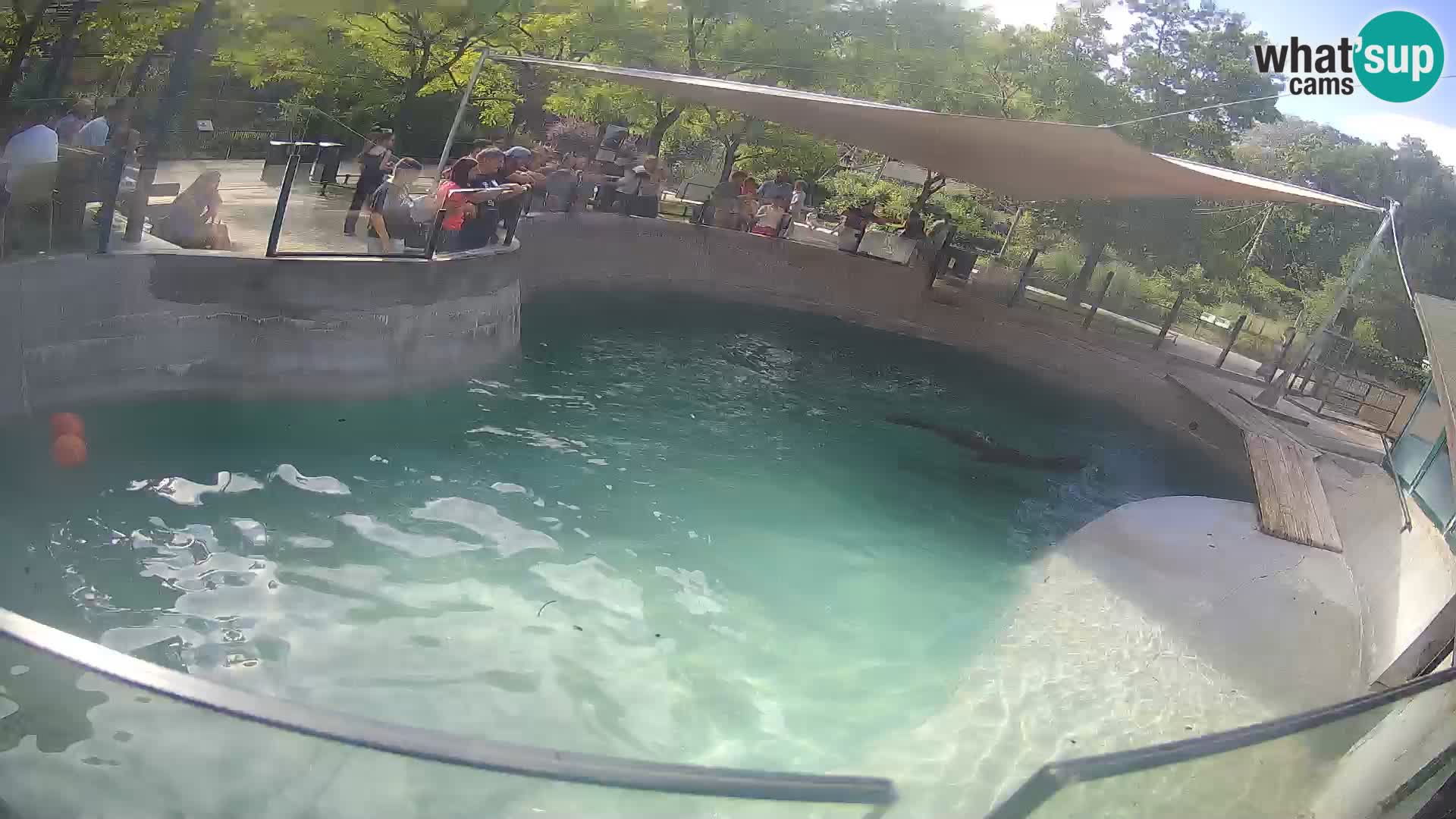 Zoo Zagreb – Kalifornijski morski lav