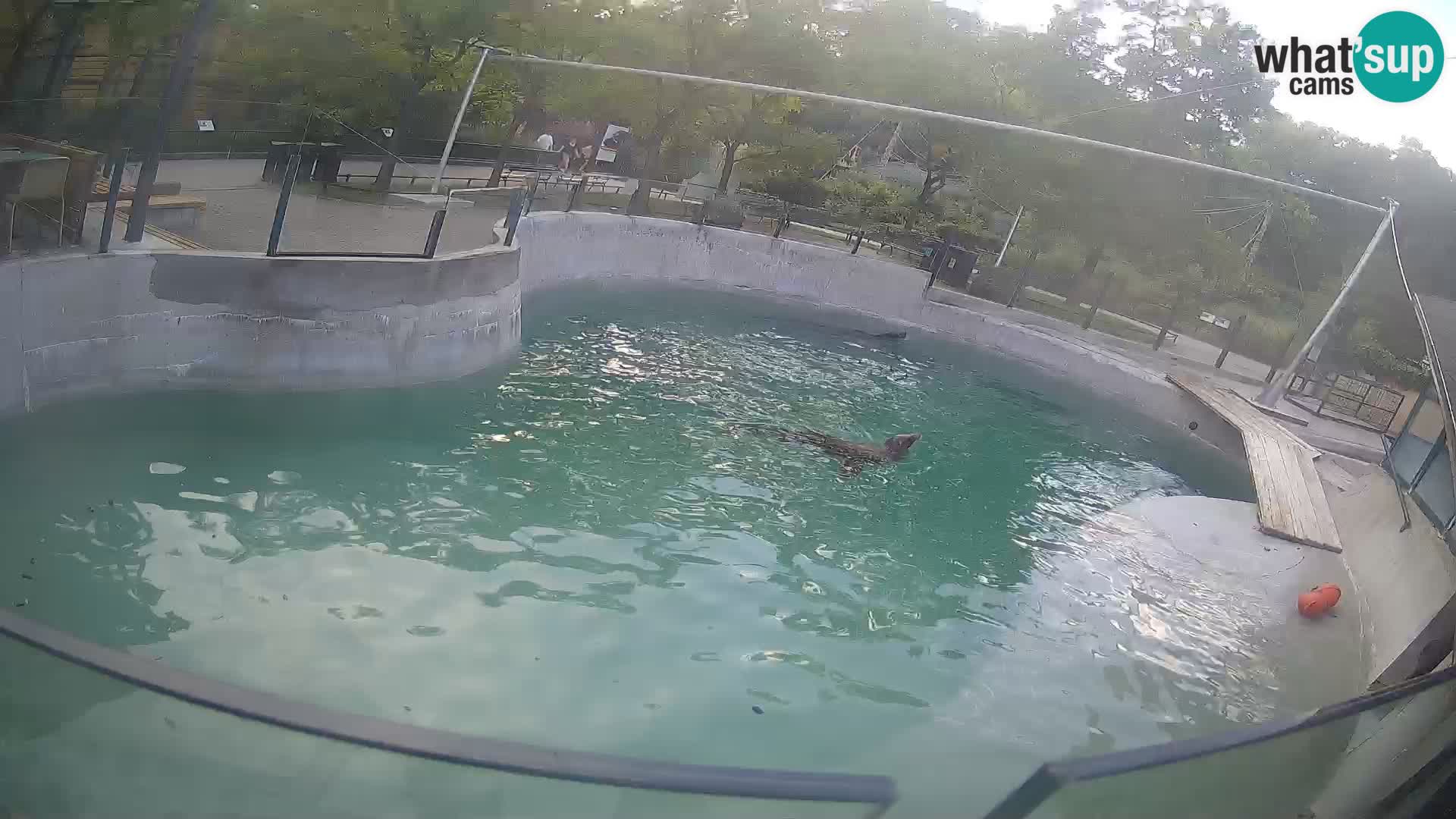 Zoo Zagreb – Kalifornischer Seelöwe