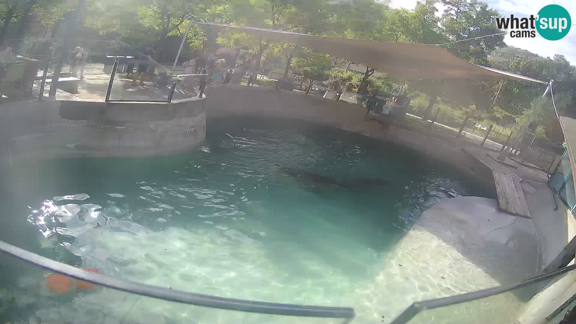 Zoo Zagreb – Kalifornijski morski lav