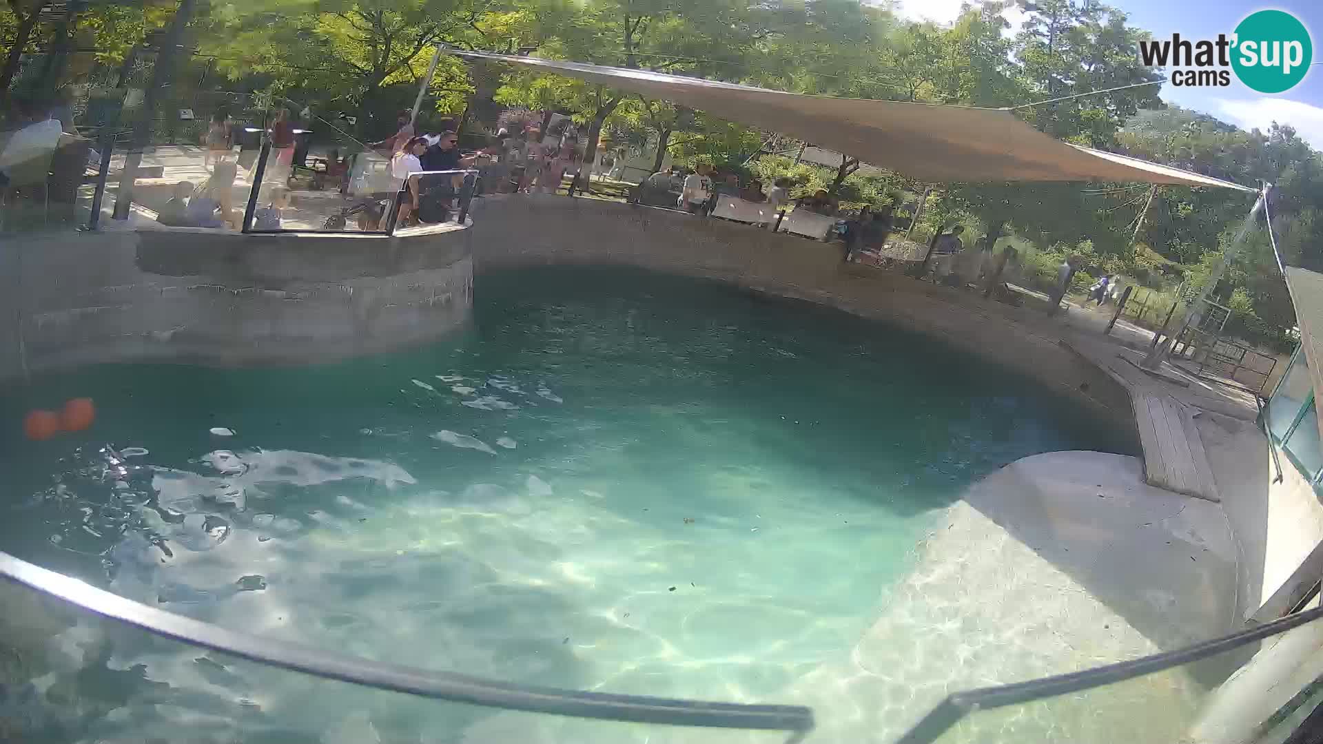 Zoo Zagreb – Otaria della California