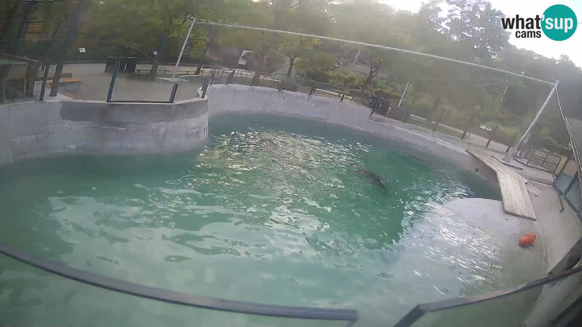 Zoo Zagreb – Kalifornischer Seelöwe