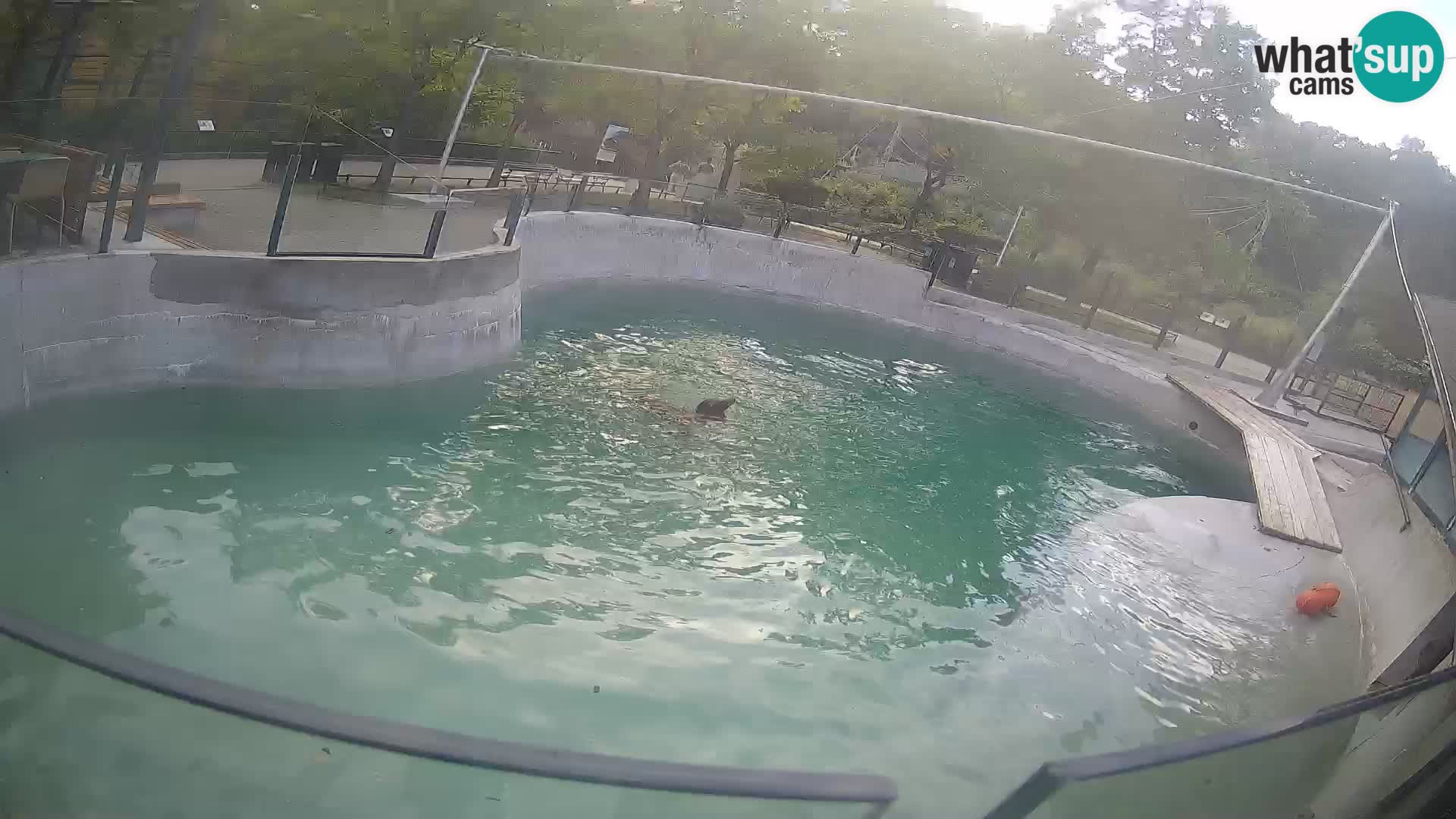 Zoo Zagreb – Kalifornischer Seelöwe