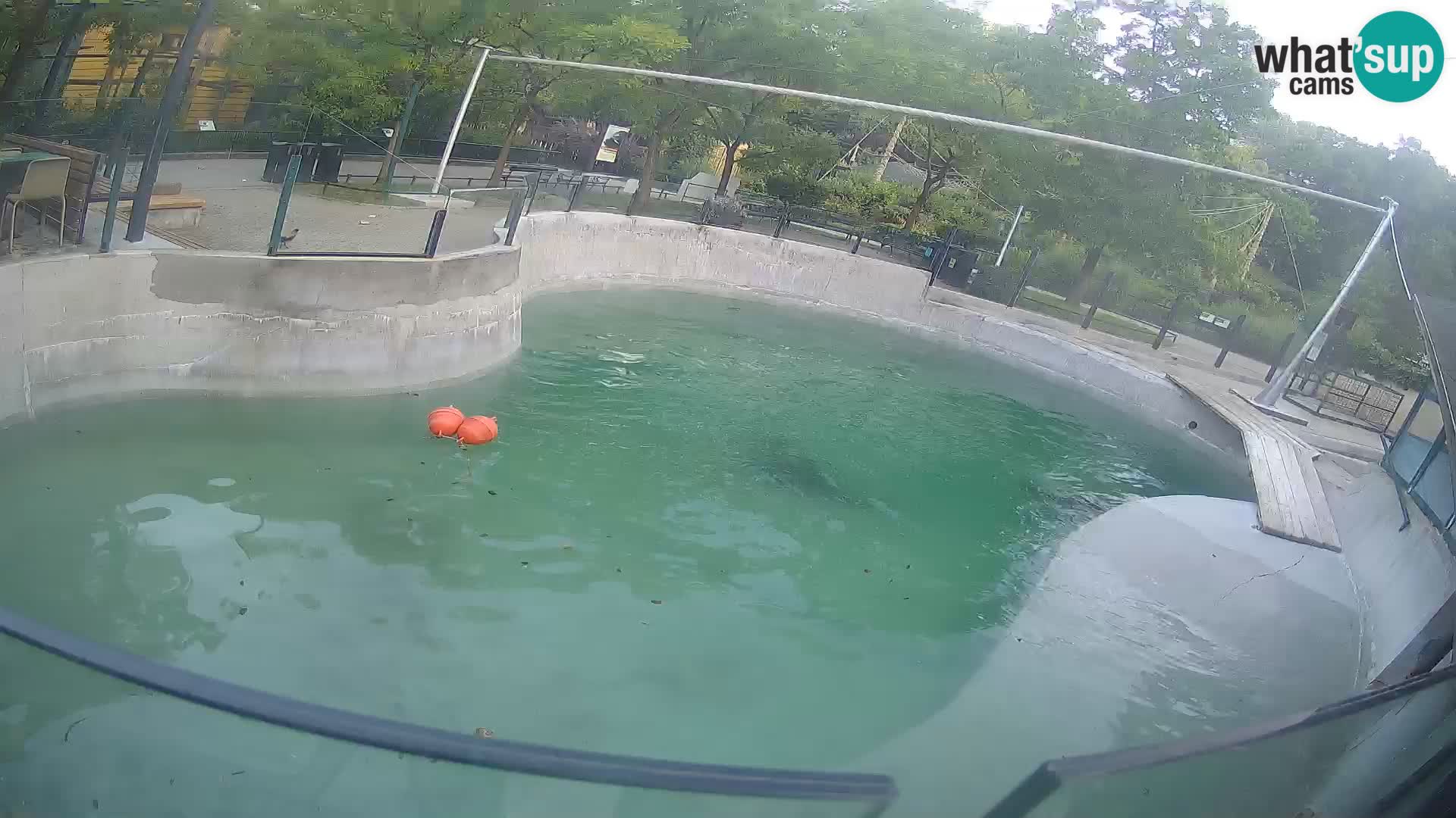 Zoo Zagreb – Otaria della California