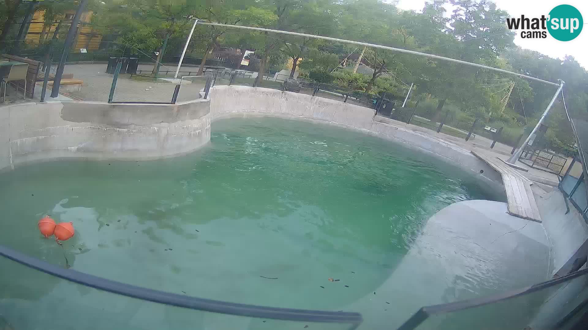 Zoo Zagreb – Kalifornijski morski lev