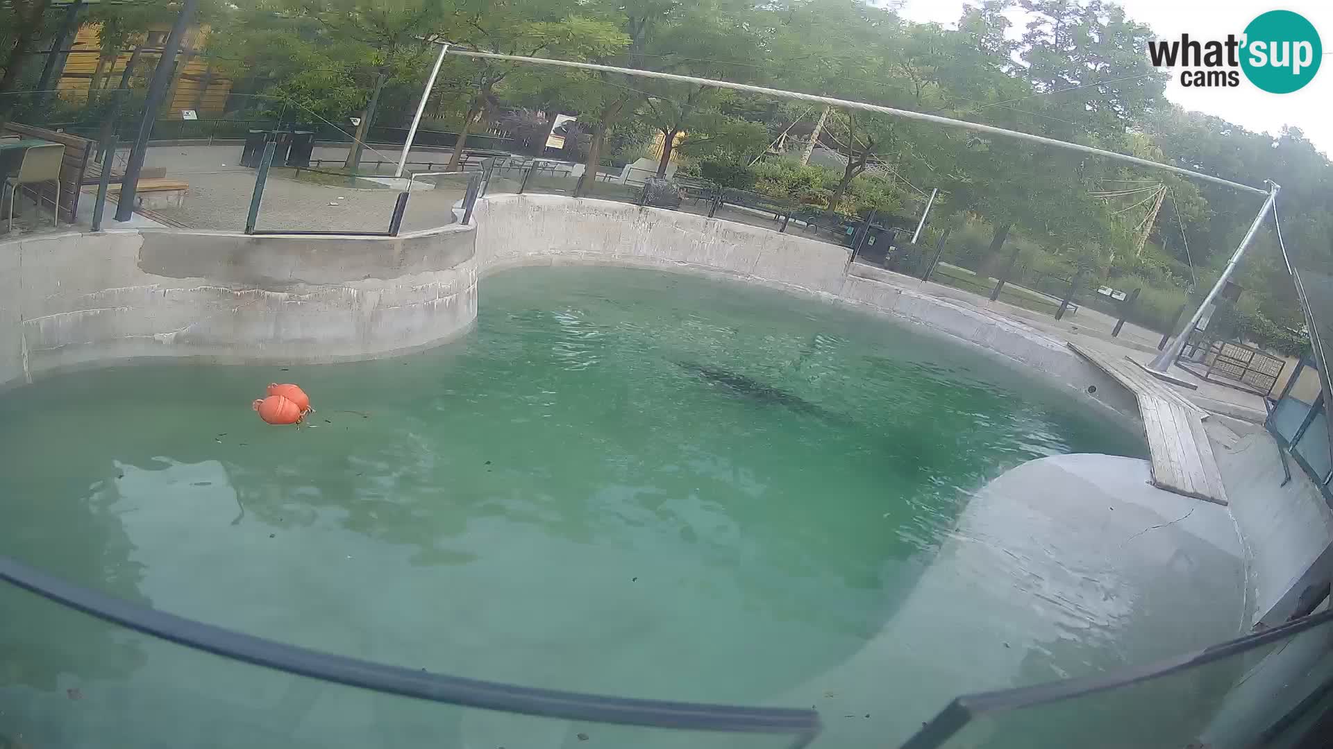 Zoo Zagreb – Kalifornijski morski lav