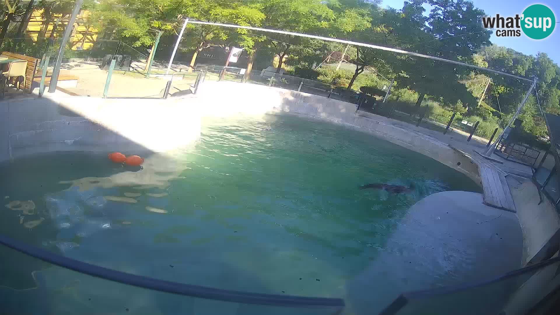 Zoo Zagreb – Otarie de Californie