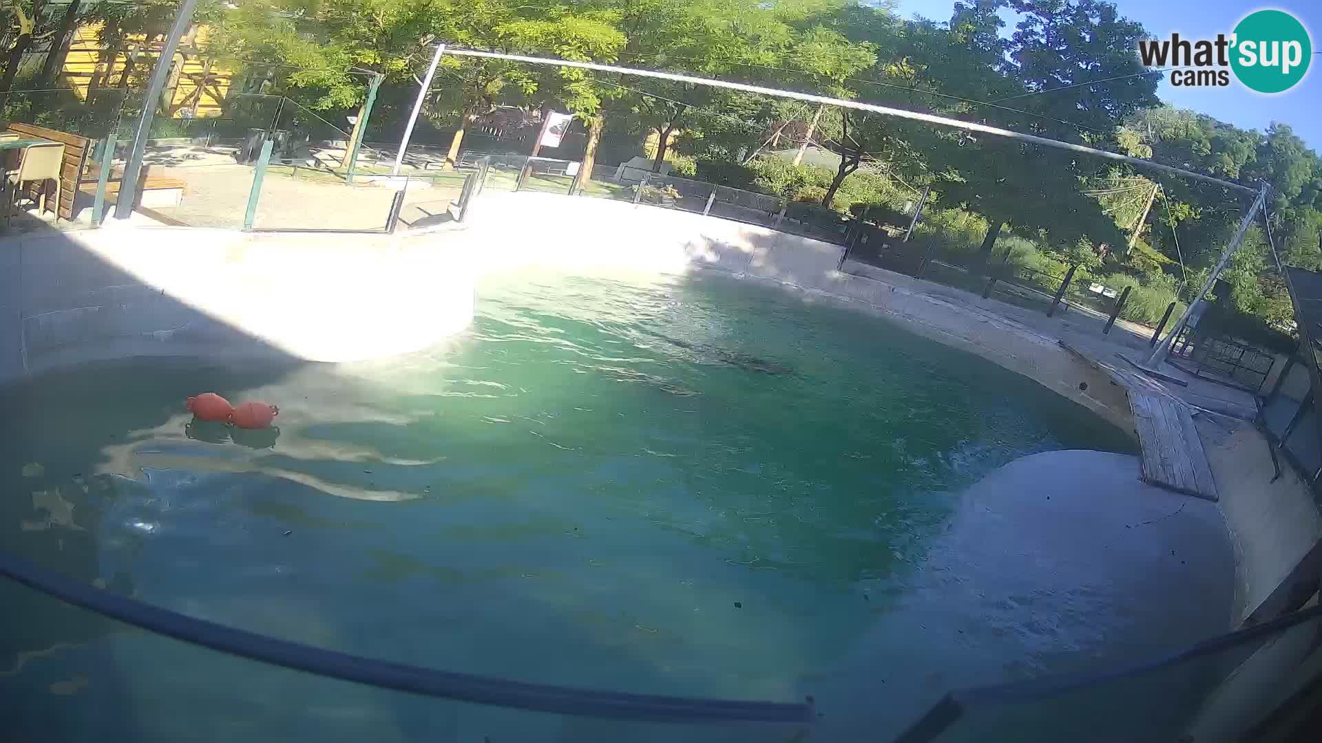 Zoo Zagreb – Kalifornischer Seelöwe