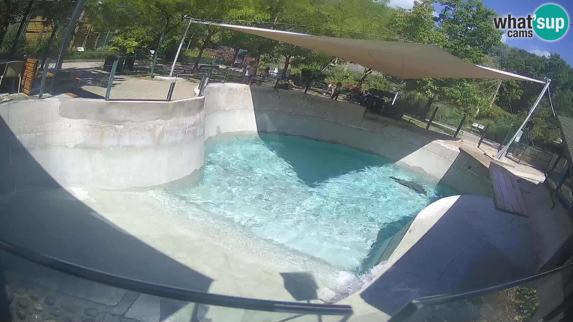 Zoo Zagreb – California Sea Lion