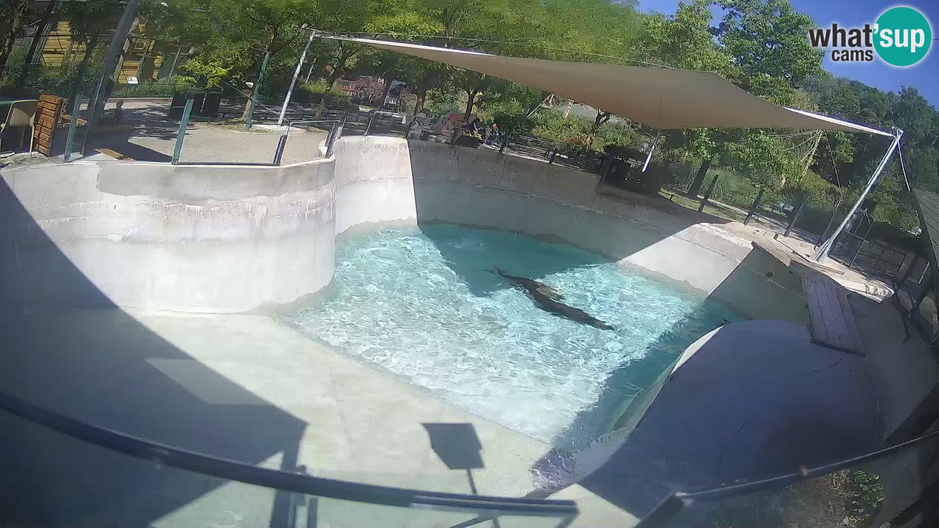 Zoo Zagreb – Otaria della California