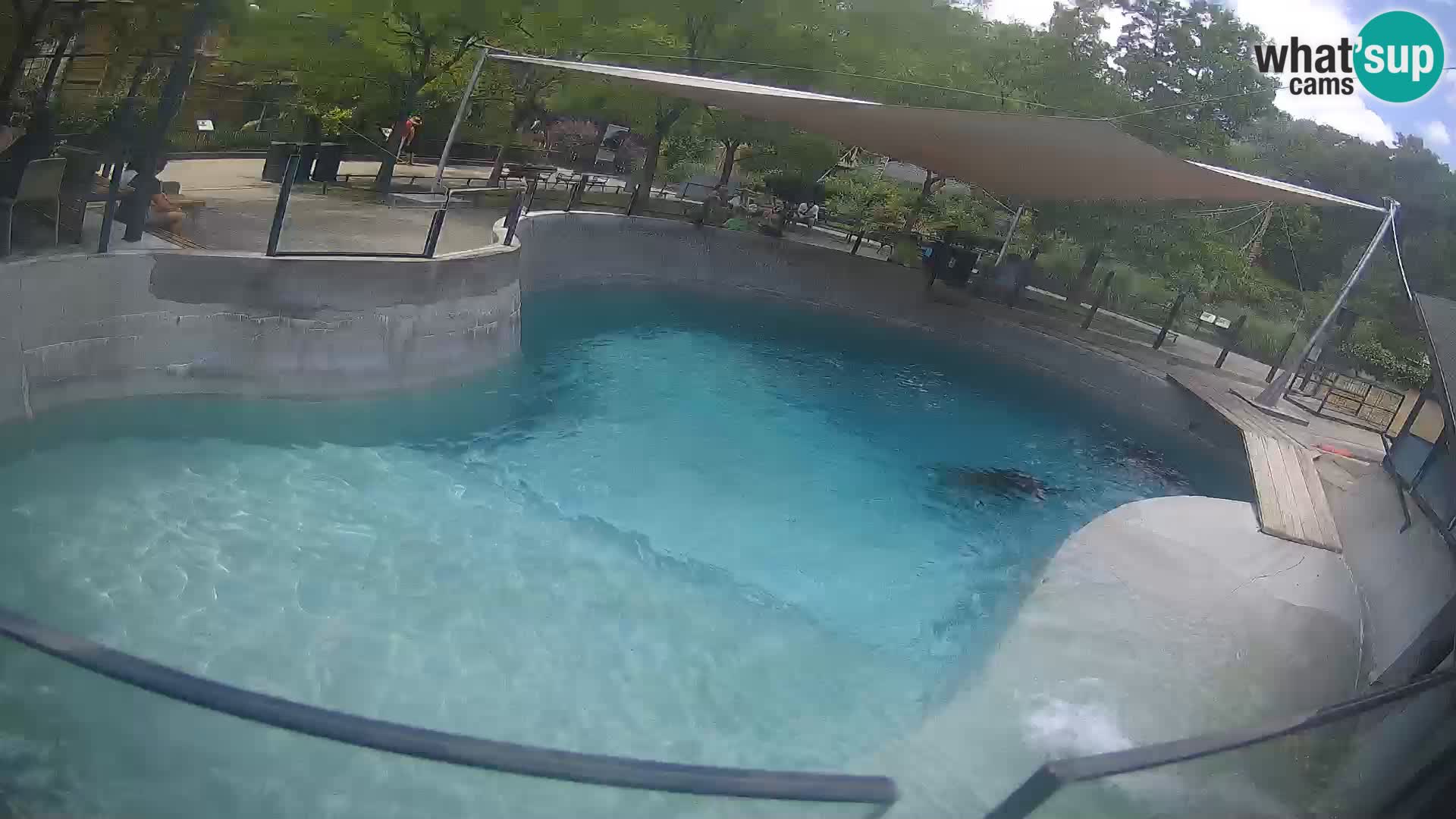 Zoo Zagreb – California Sea Lion