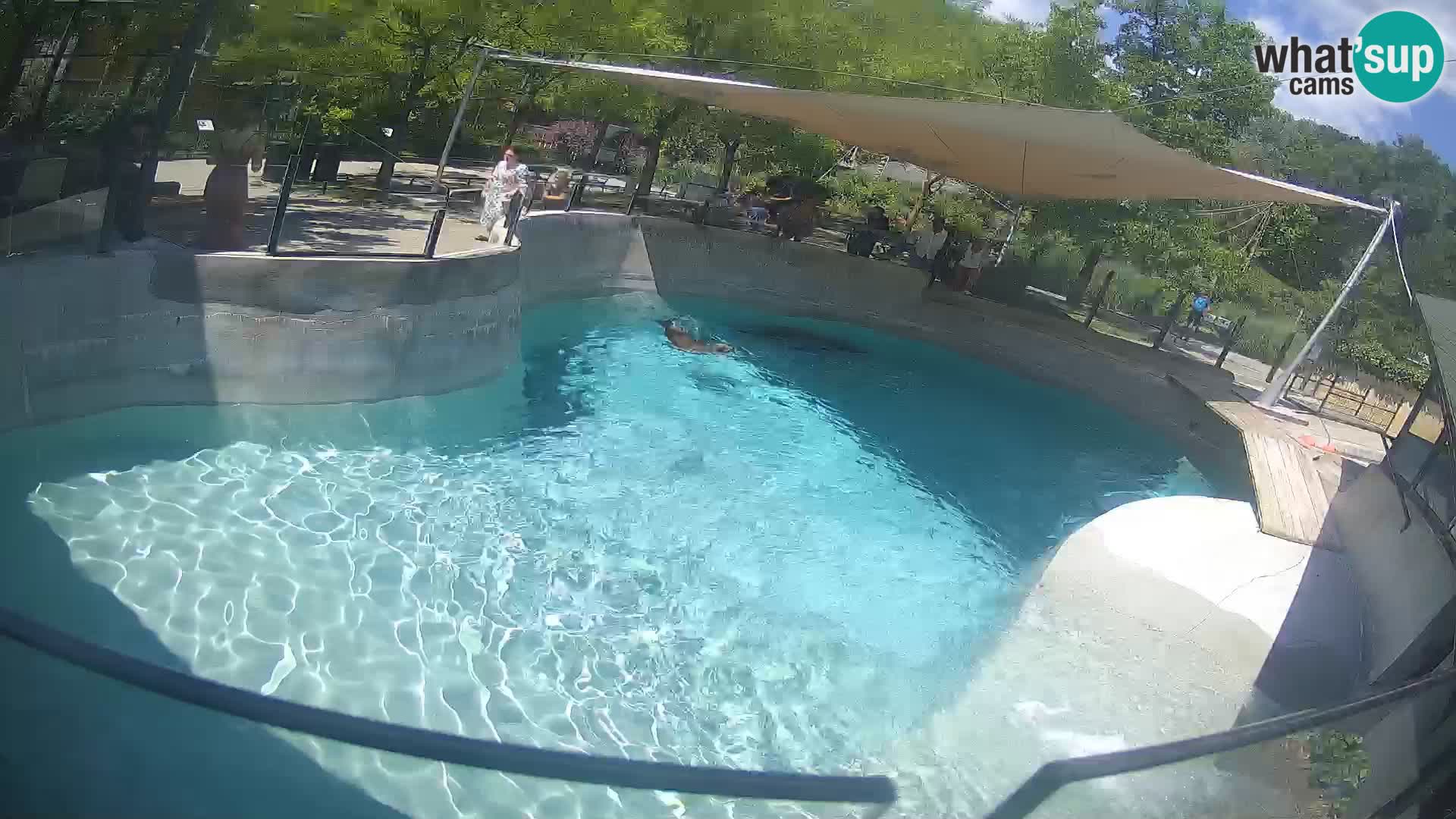 Zoo Zagreb – California Sea Lion