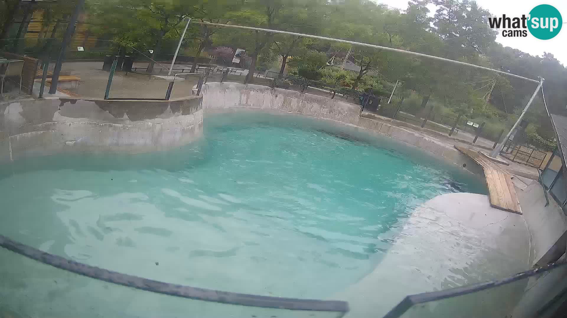 Zoo Zagreb – Kalifornijski morski lav