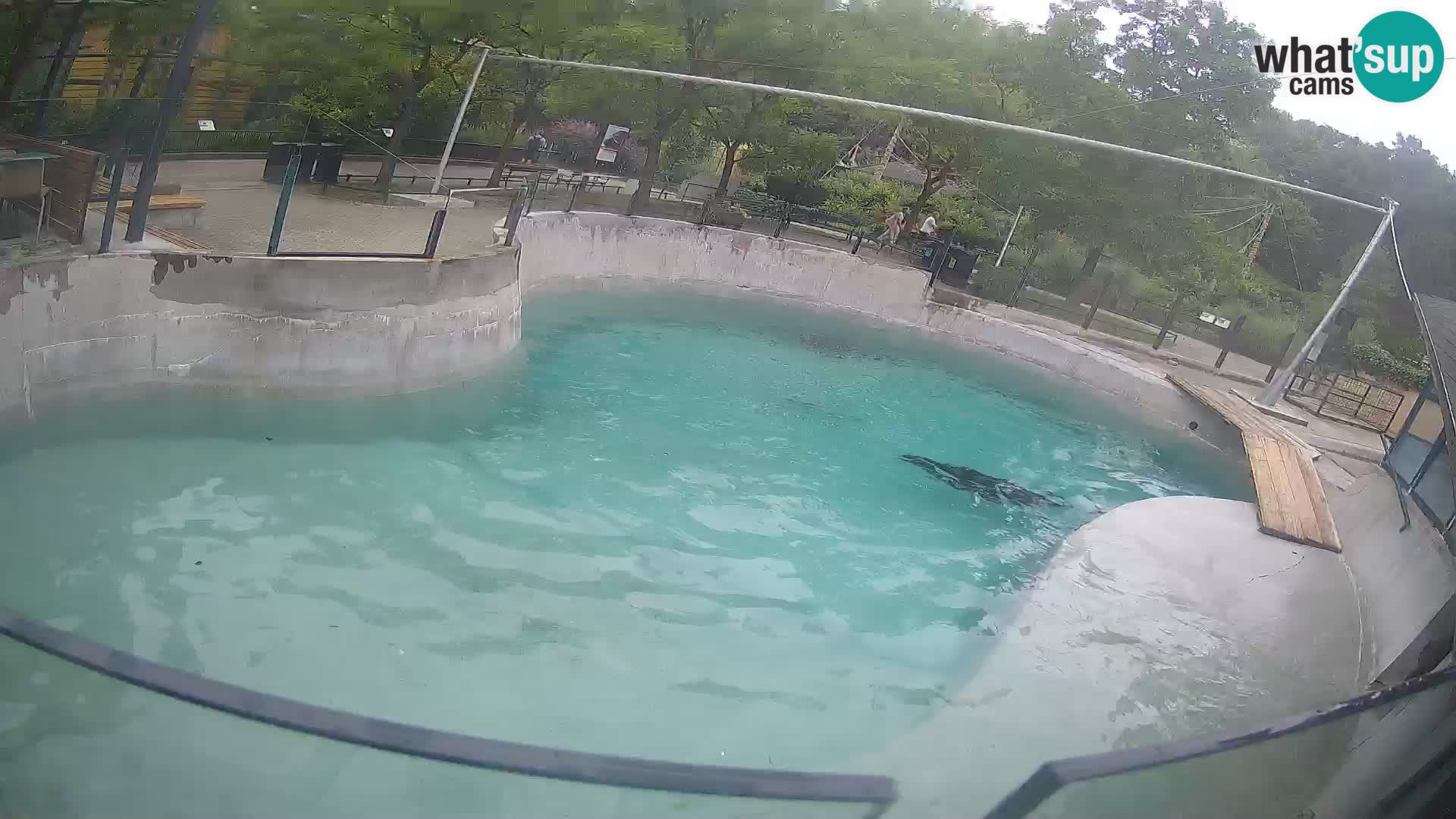 Zoo Zagreb – Kalifornijski morski lev