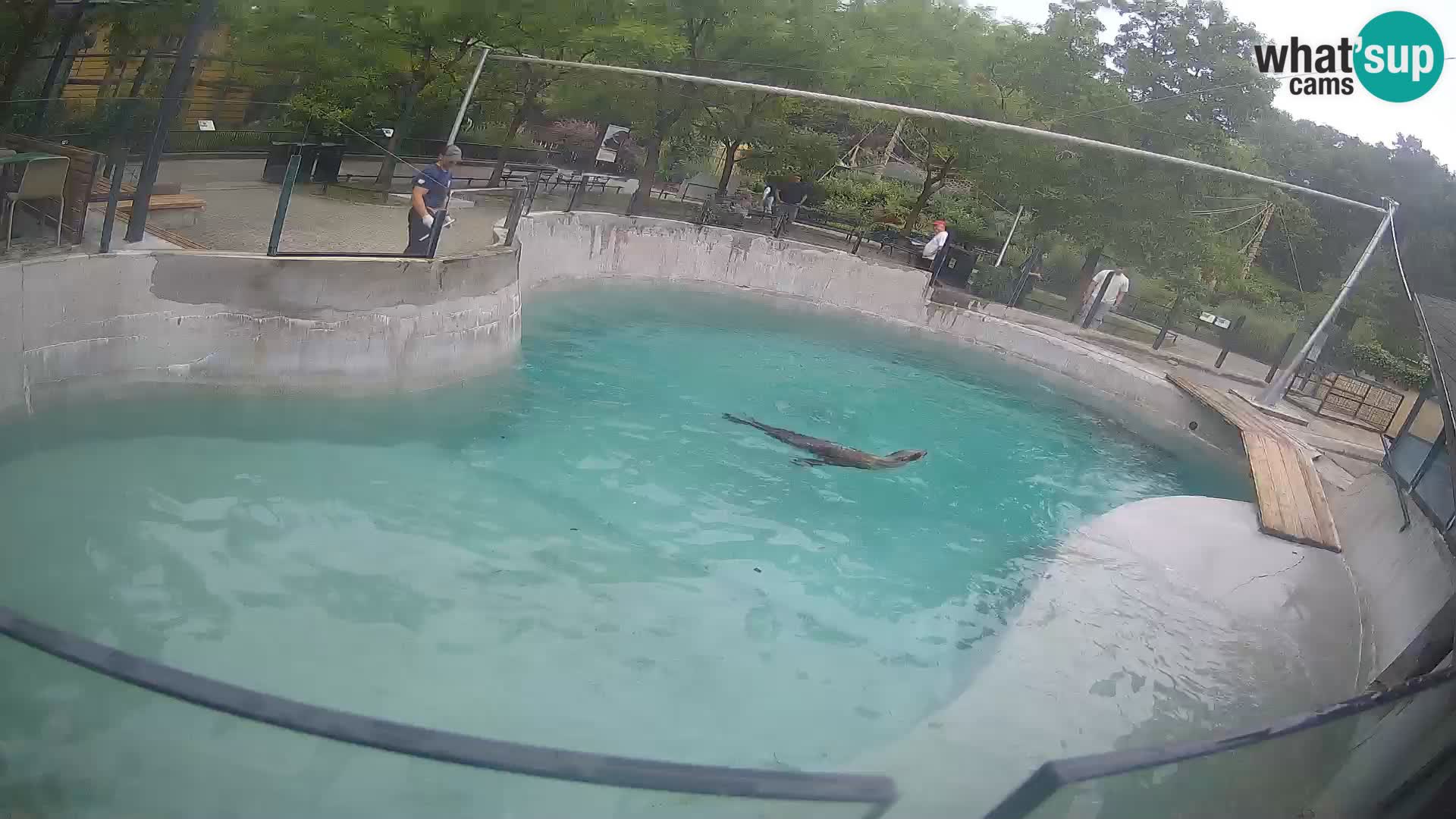 Zoo Zagreb – Otaria della California
