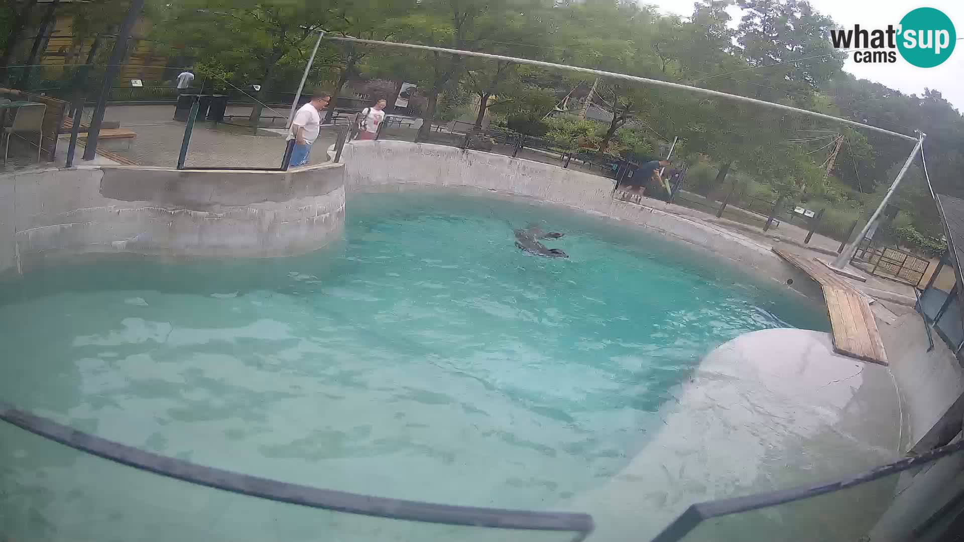 Zoo Zagreb – Kalifornischer Seelöwe