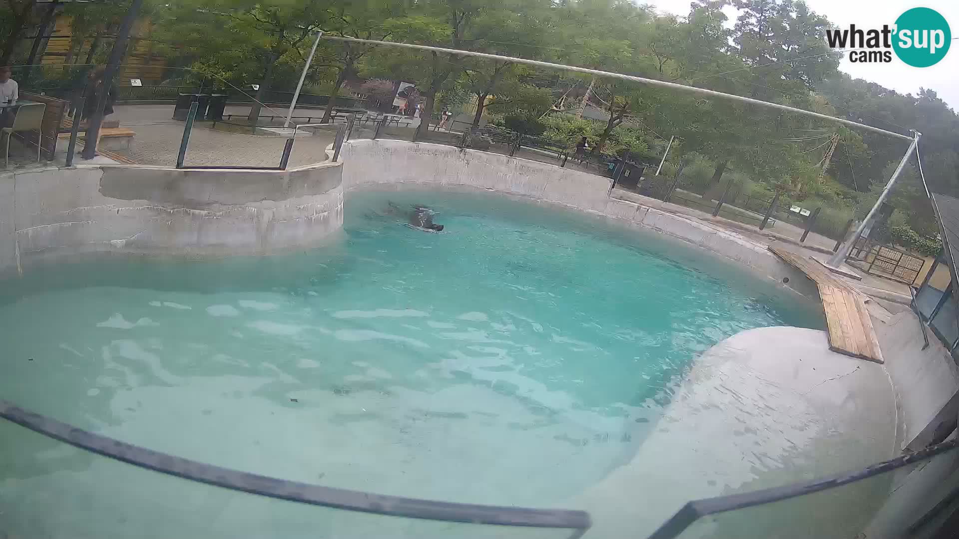 Zoo Zagreb – Kalifornischer Seelöwe