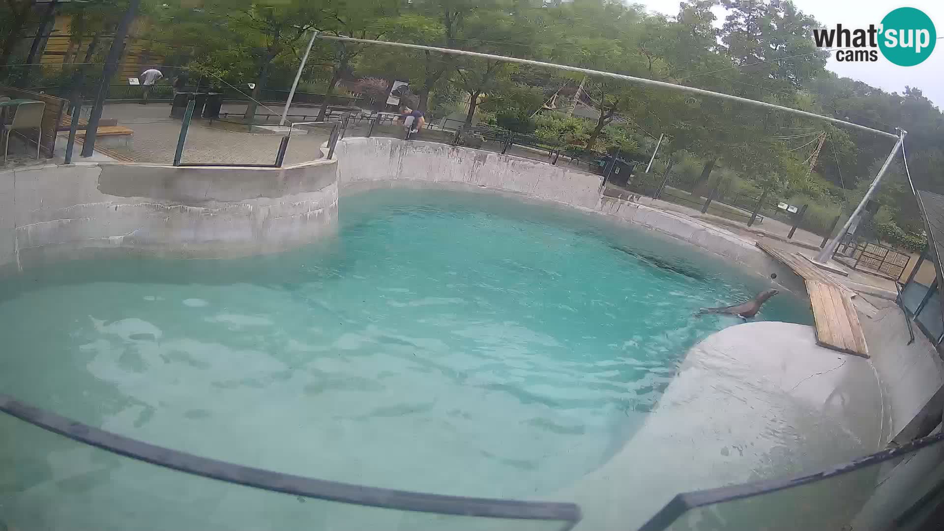 Zoo Zagreb – California Sea Lion