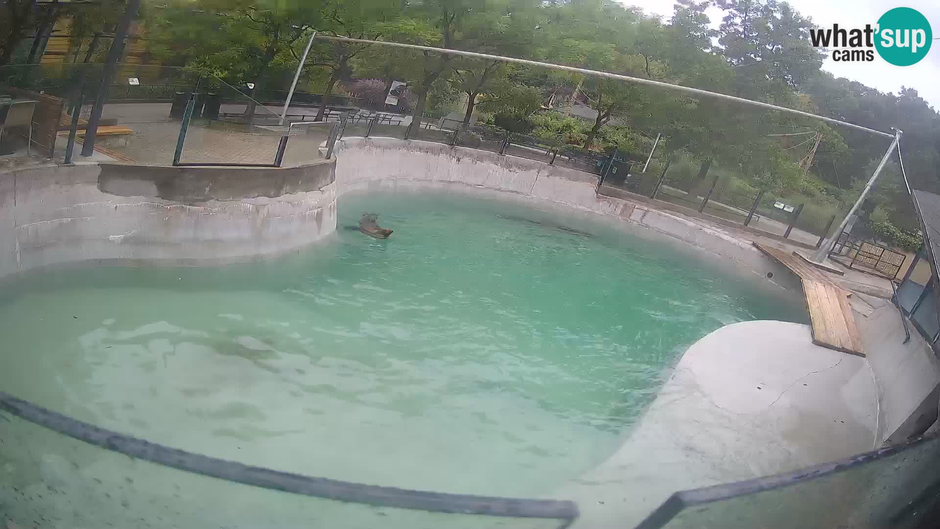 Zoo Zagreb – Kalifornischer Seelöwe